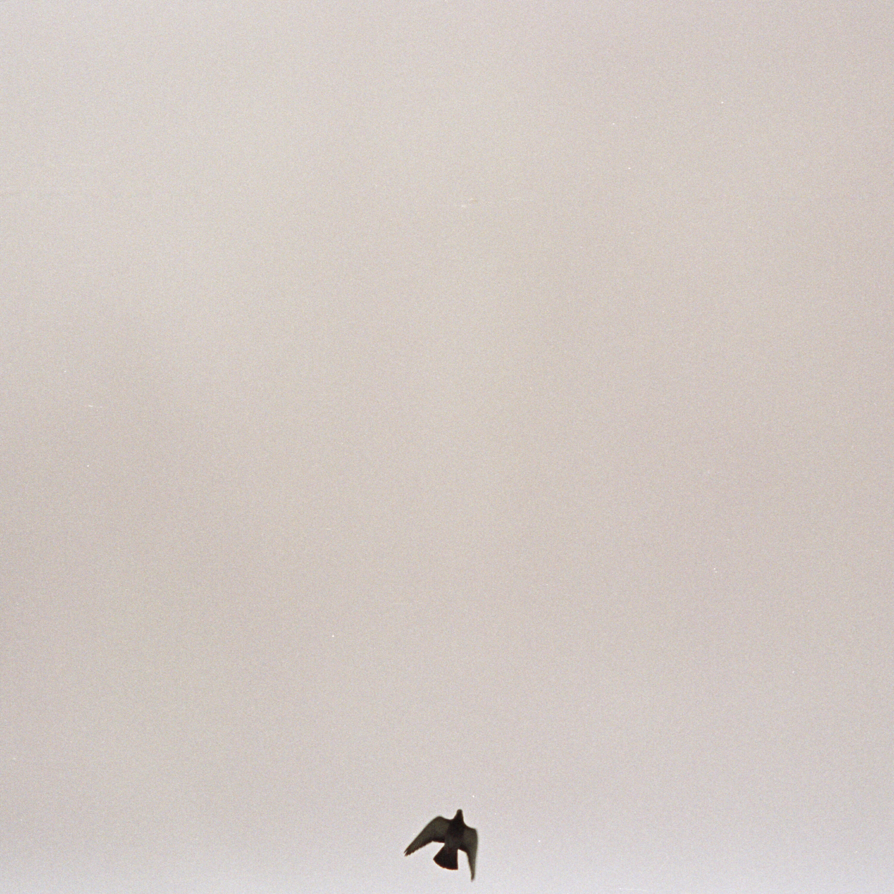 Maverick Sabre - In Your Head