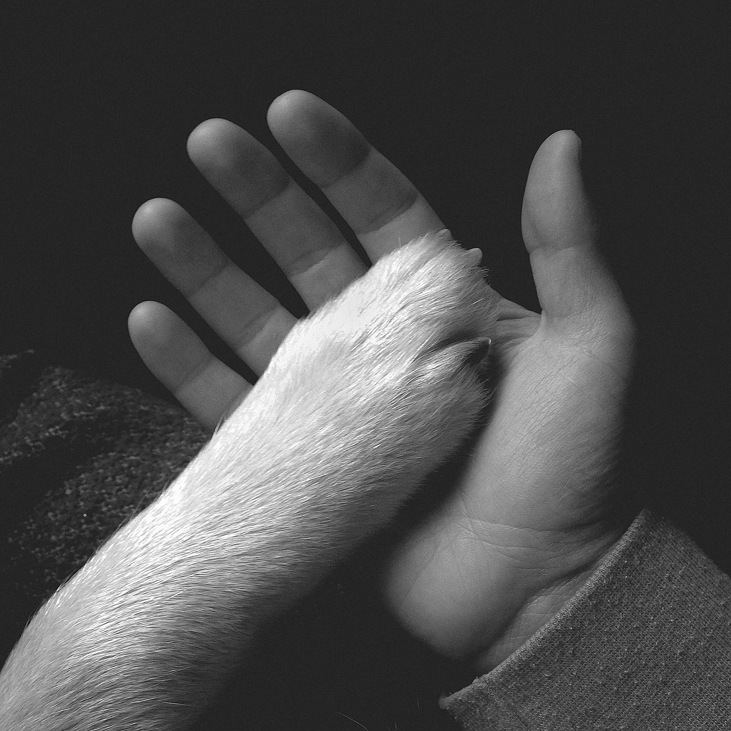 Альбом Tasha Sits Close to the Piano исполнителя Jaws of Love.