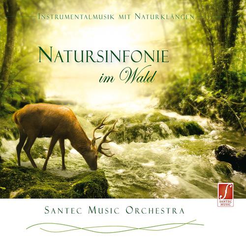 Постер альбома Symphony of Nature in the Forest (Natursinfonie im Wald)