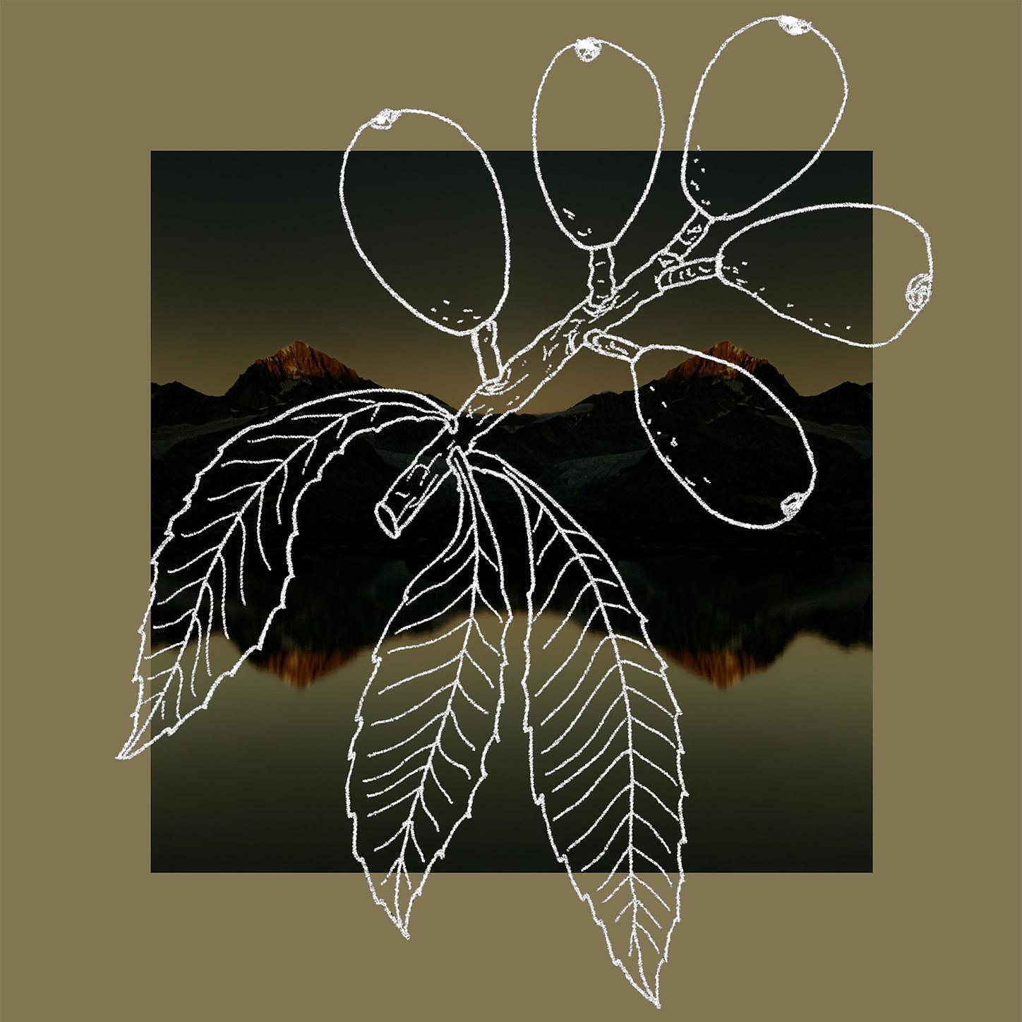 Ray Ben Rue - Loquat