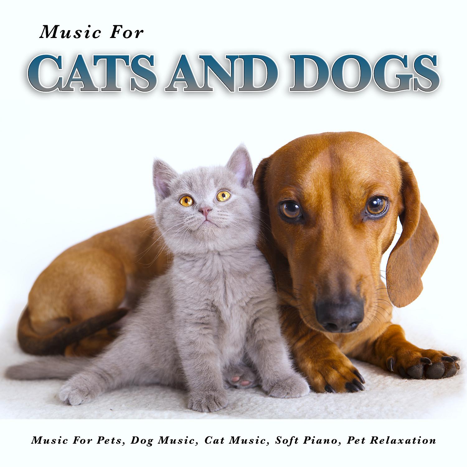 Постер альбома Music For Cats and Dogs, Music For Pets, Dog music, Cat Music, Soft Piano, Pet Relaxation