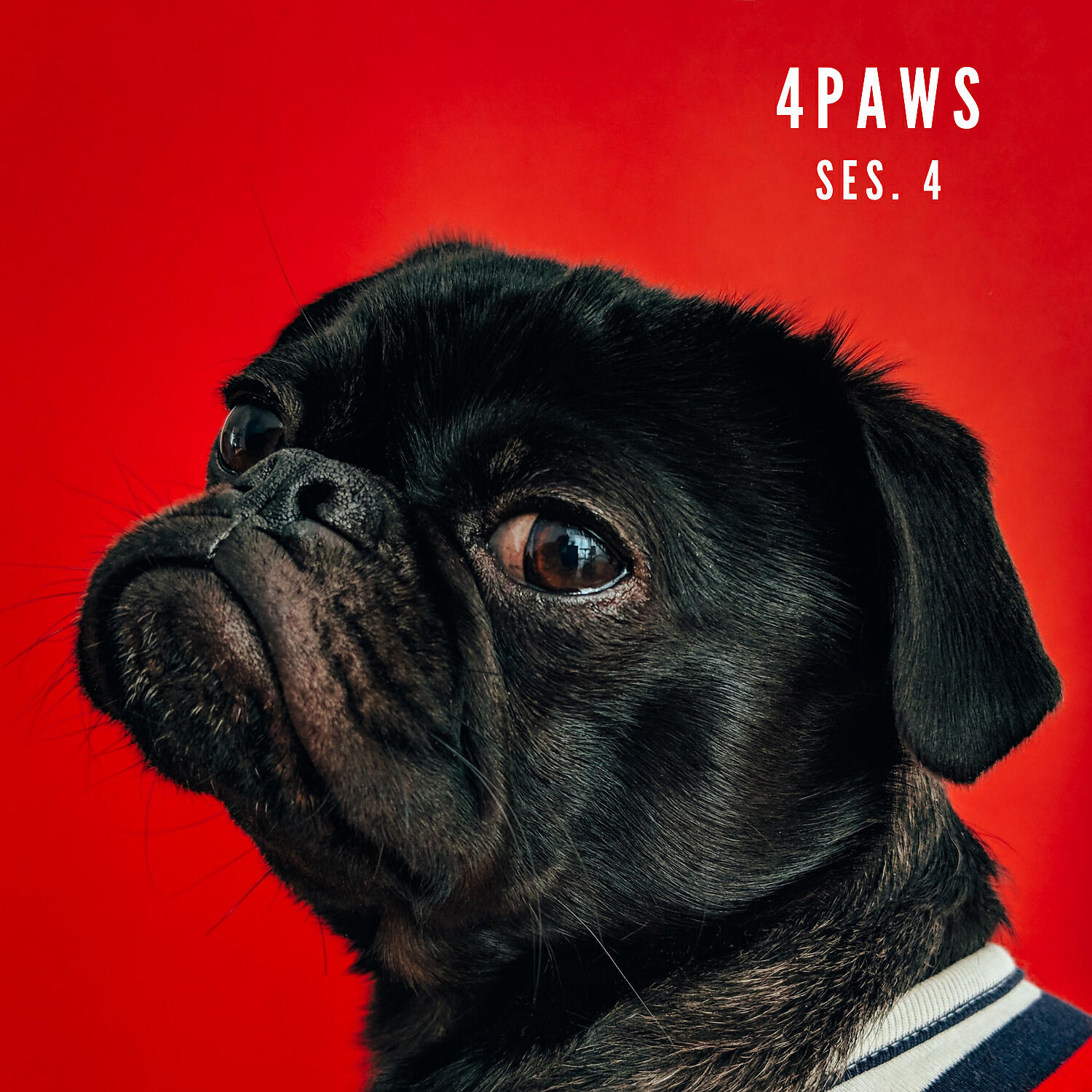 Dog Music - Music For Dog's Ears Pt 6