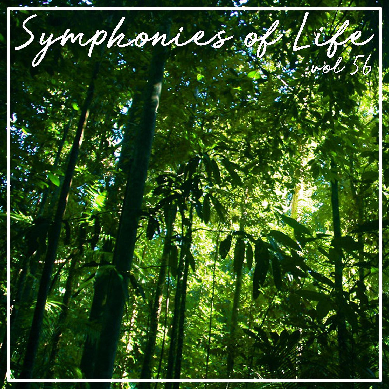 Постер альбома Symphonies of Life, Vol. 56 - Busoni: Turandot