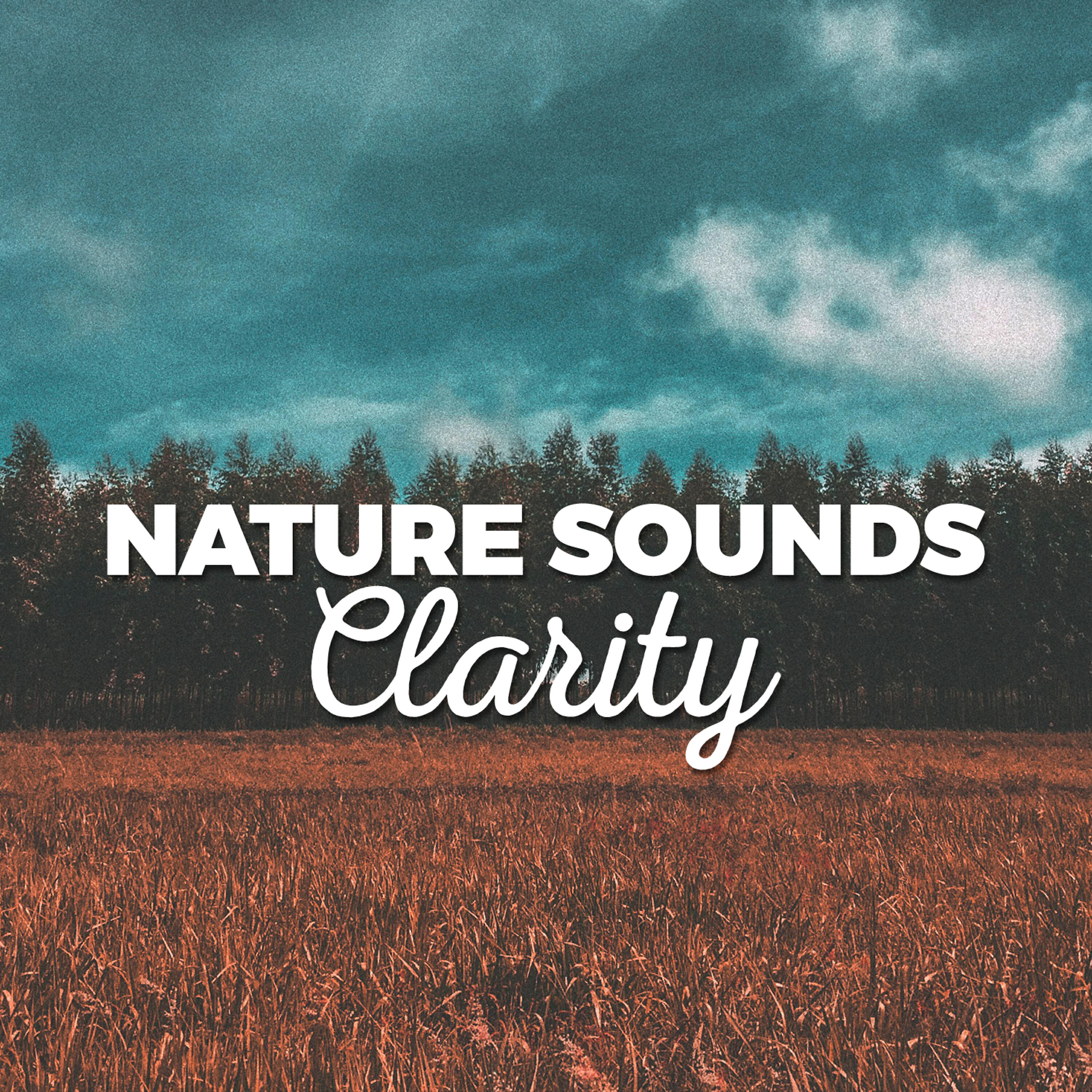 Mediation Sounds of Nature - Stream Through the Trees