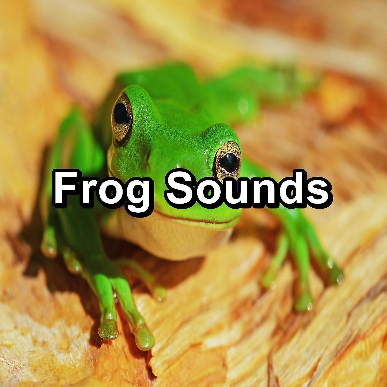 Organic Nature Sounds - Sleepy Frogs Marsh