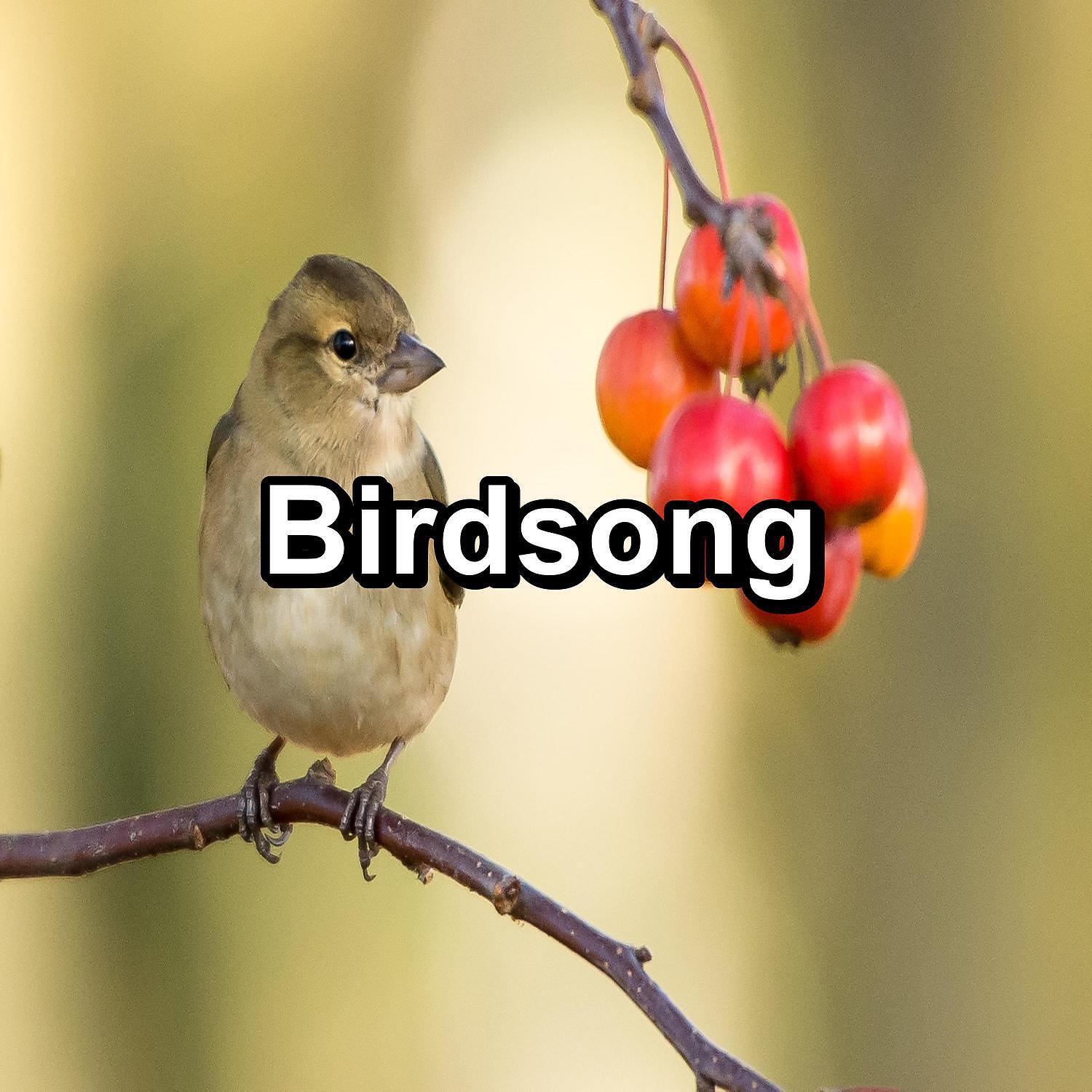 Calm Singing Brids Zone - Calm Birds Music