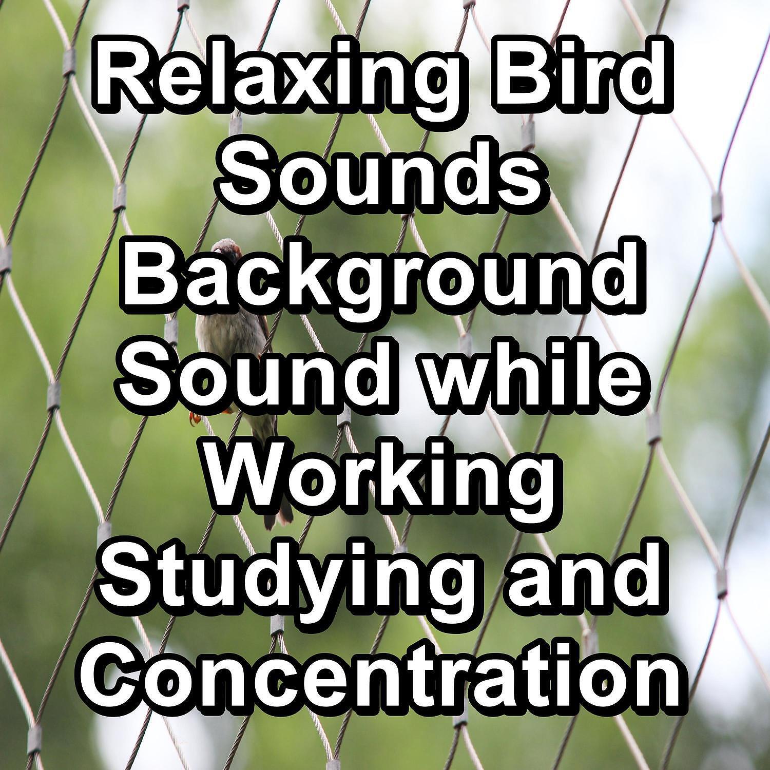 Rain Sounds - Singing Birds in the morning
