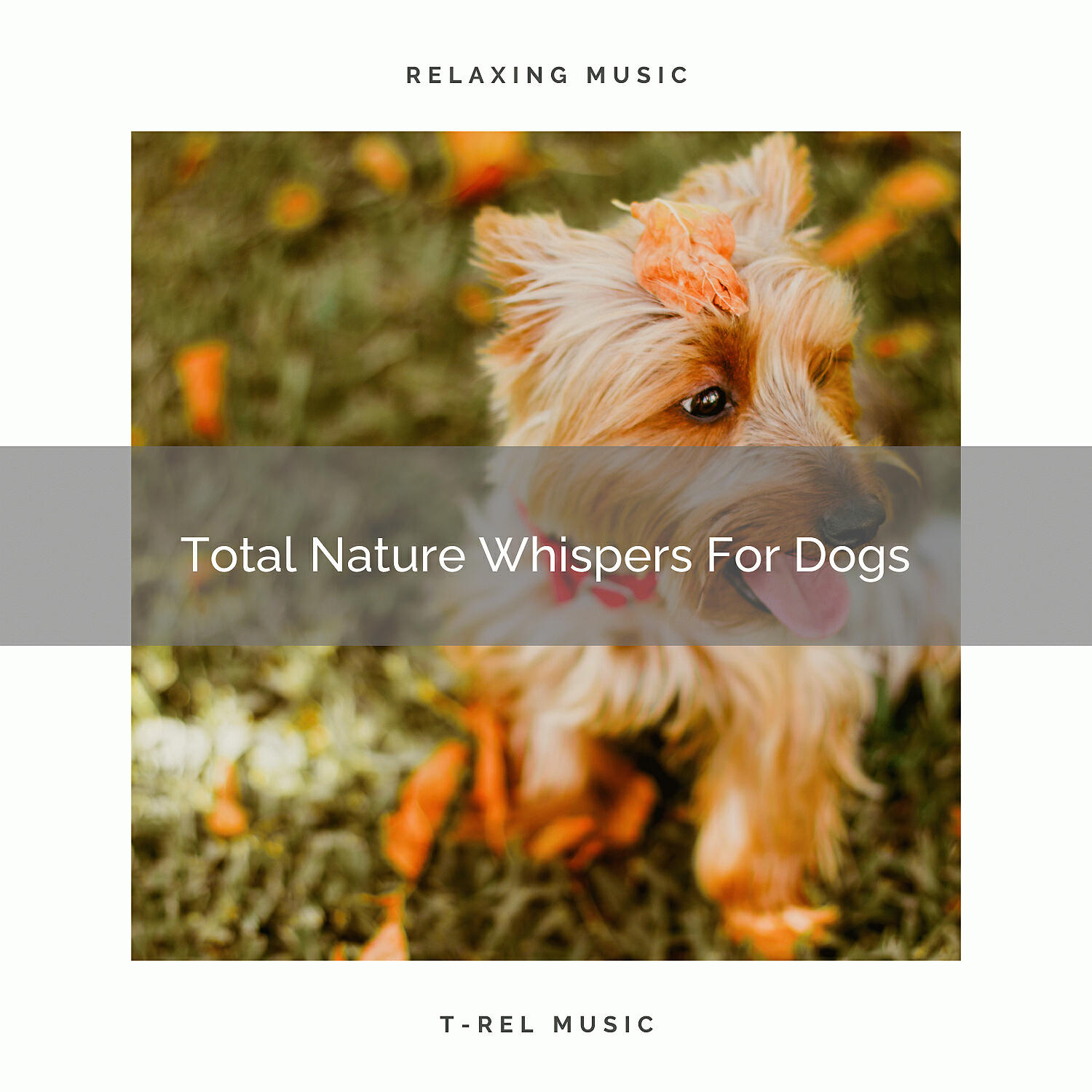 Pets Relax - Calming Nature Songs Especially For All Dogs