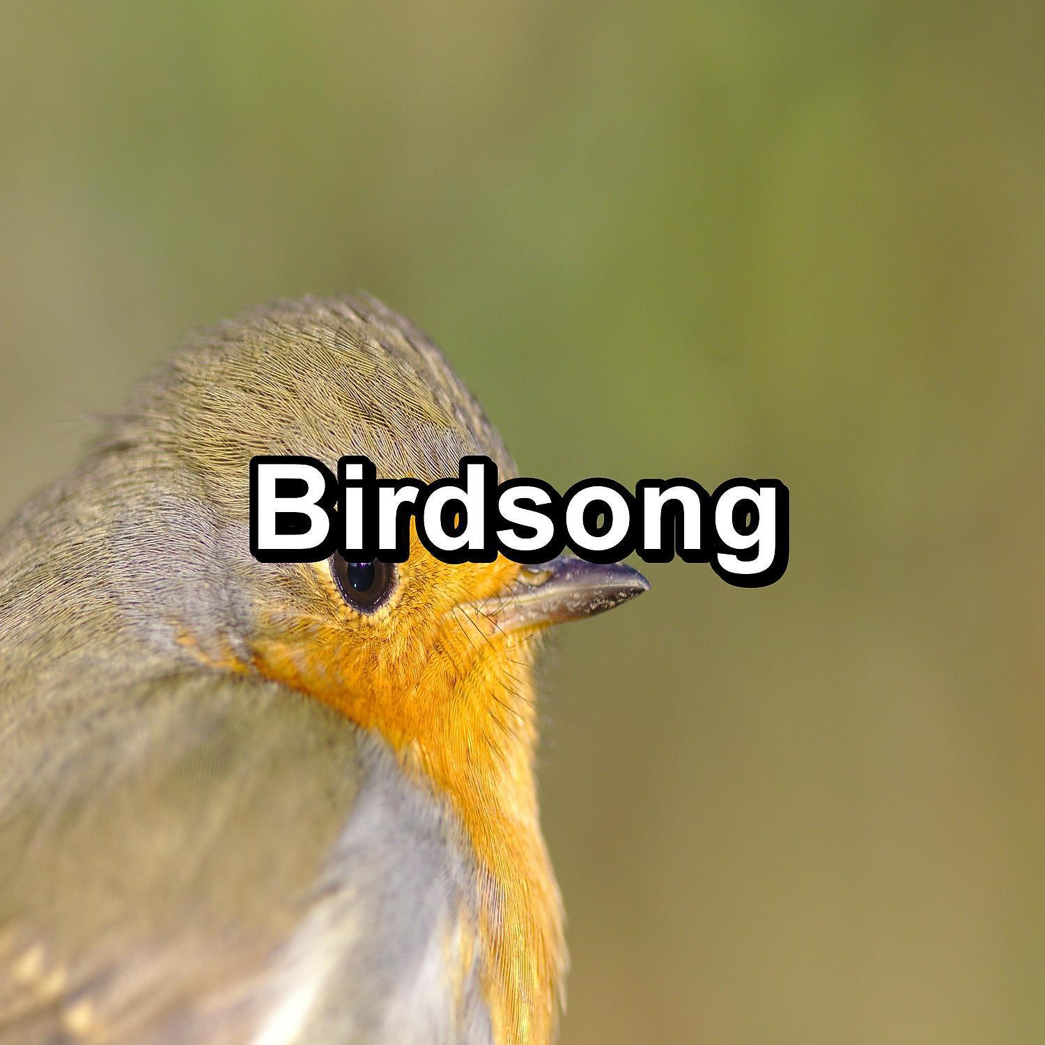 Bird - Ambient Nature Sounds For Meditation To Help Your Baby Relax