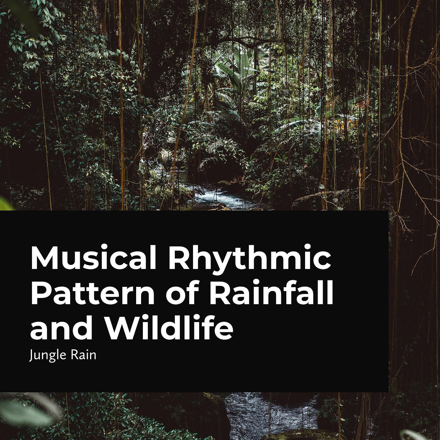 Jungle Rain - Serenity in Jungle