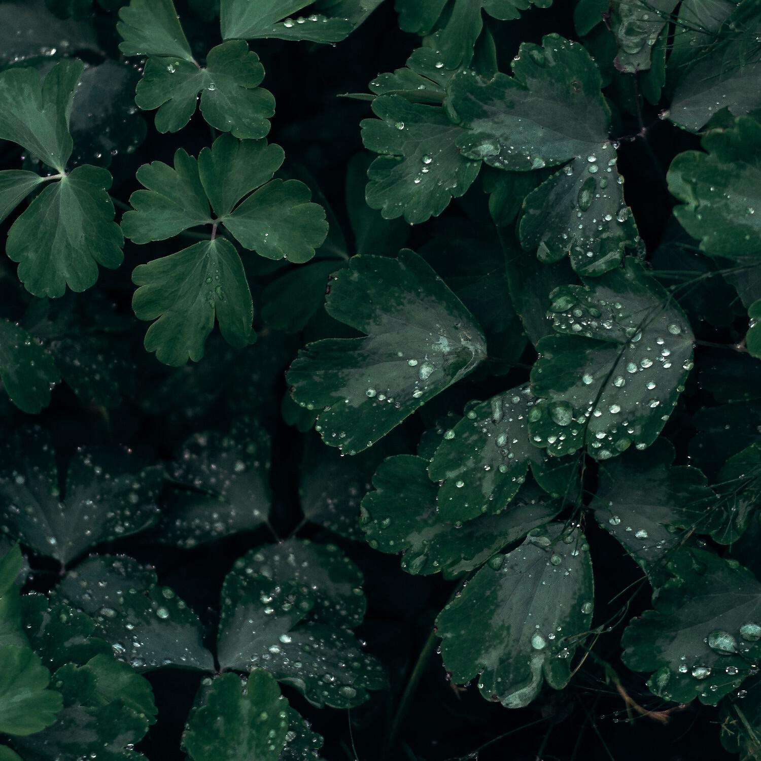 Calm Weather Factory - Efficient Rain Noises