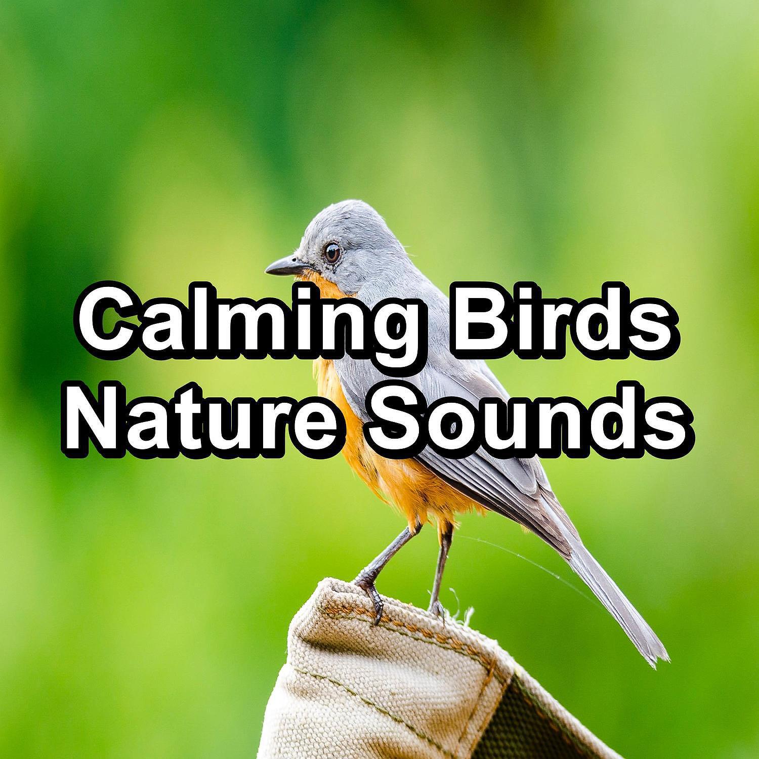 Deep Sleep Meditation - Calming Birds Garden Bird Songs Peaceful For Meditation