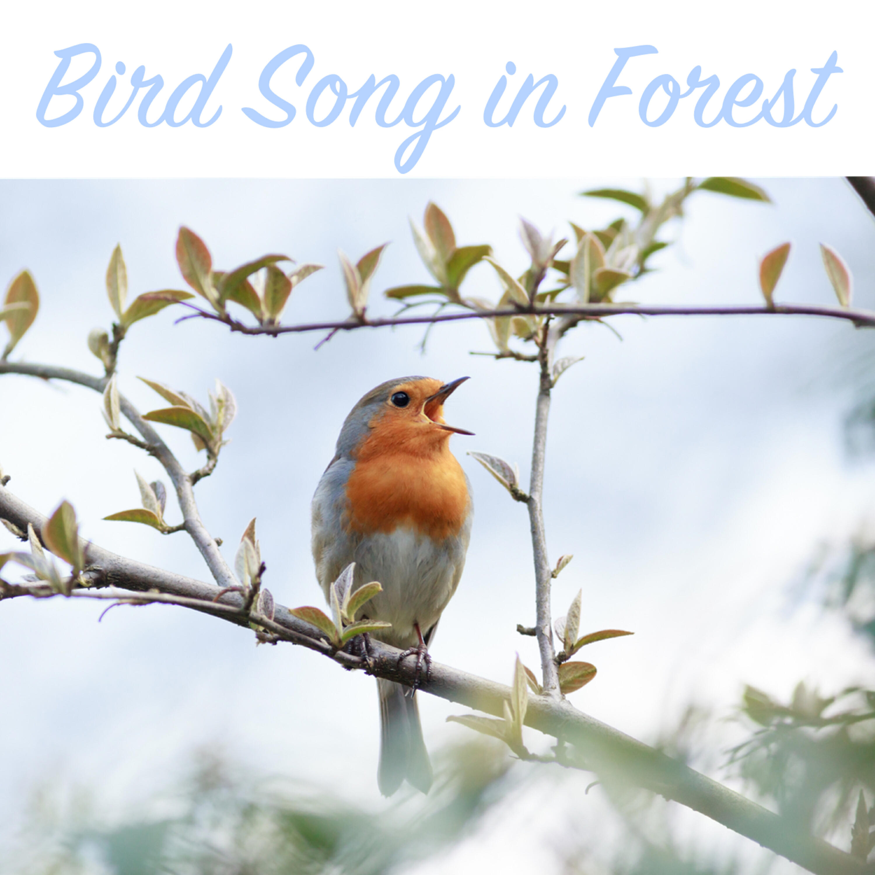 Bird - Bird Song in Forest Sequence 5