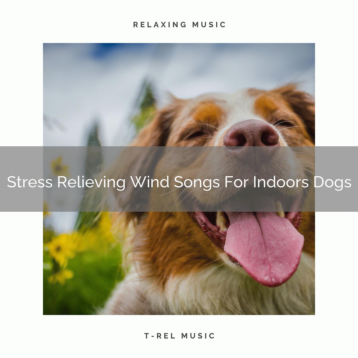 Постер альбома Stress Relieving Wind Songs For Indoors Dogs