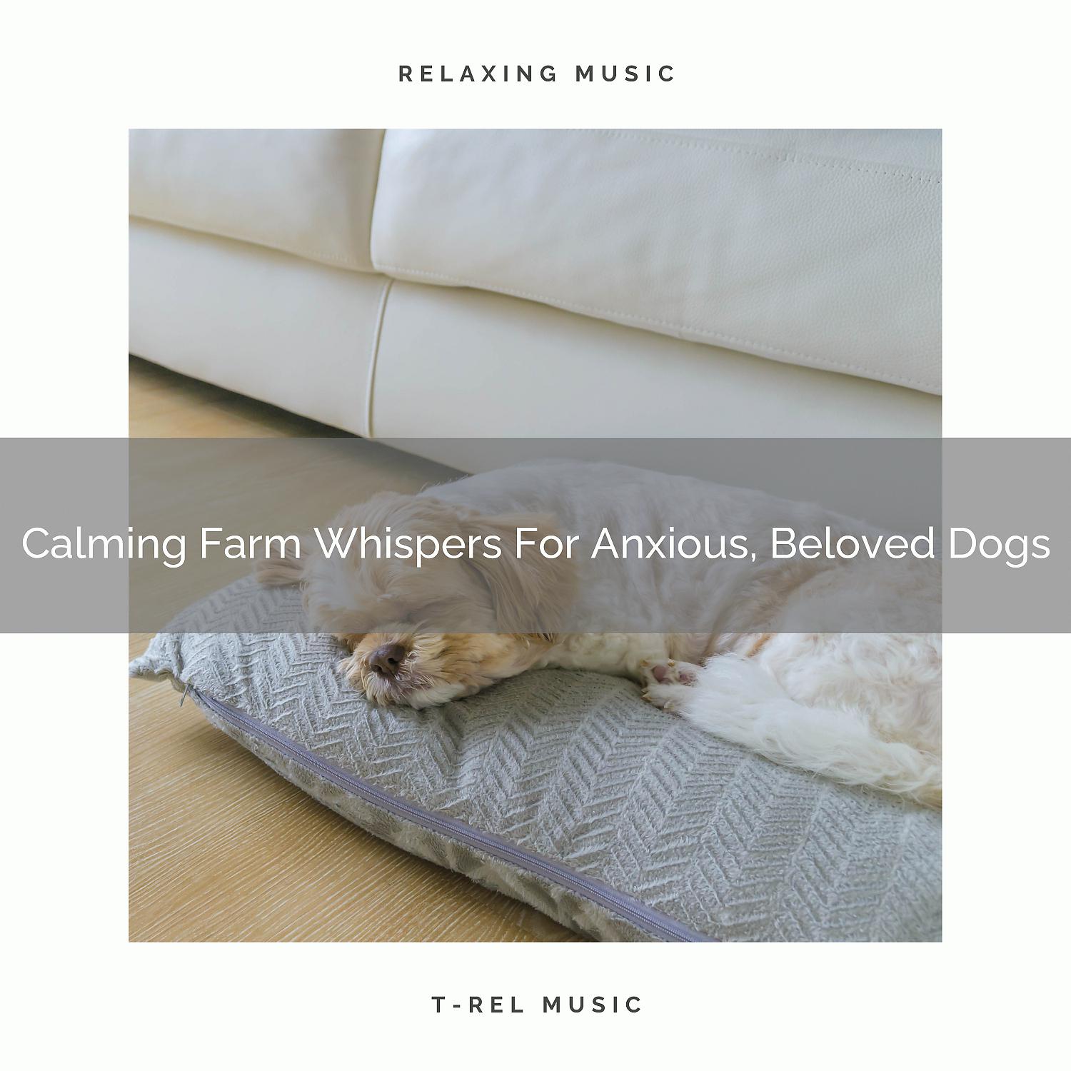 Постер альбома Calming Farm Whispers For Anxious, Beloved Dogs