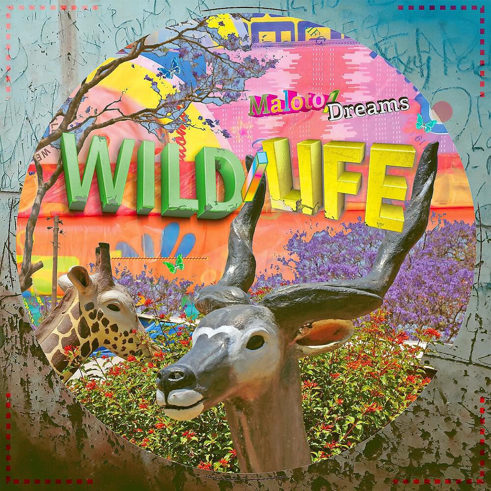 WILD - Iringa Boma