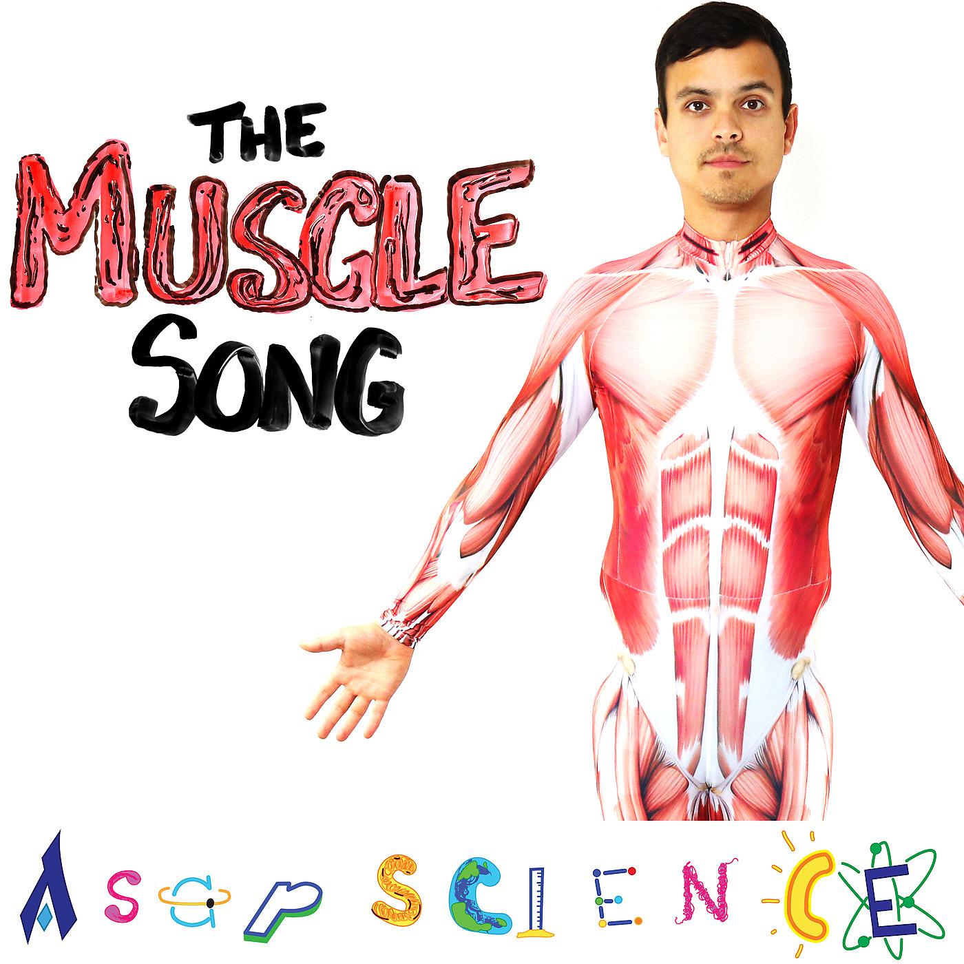 Постер альбома The Muscle Song