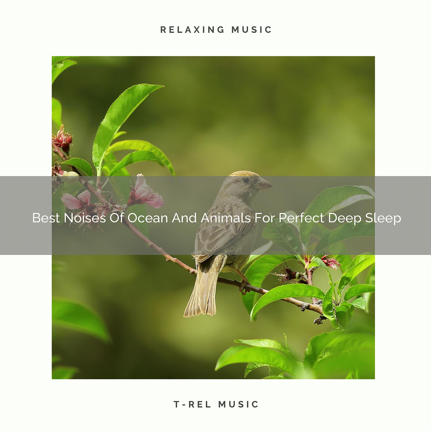 Постер альбома Best Noises Of Ocean And Animals For Perfect Deep Sleep