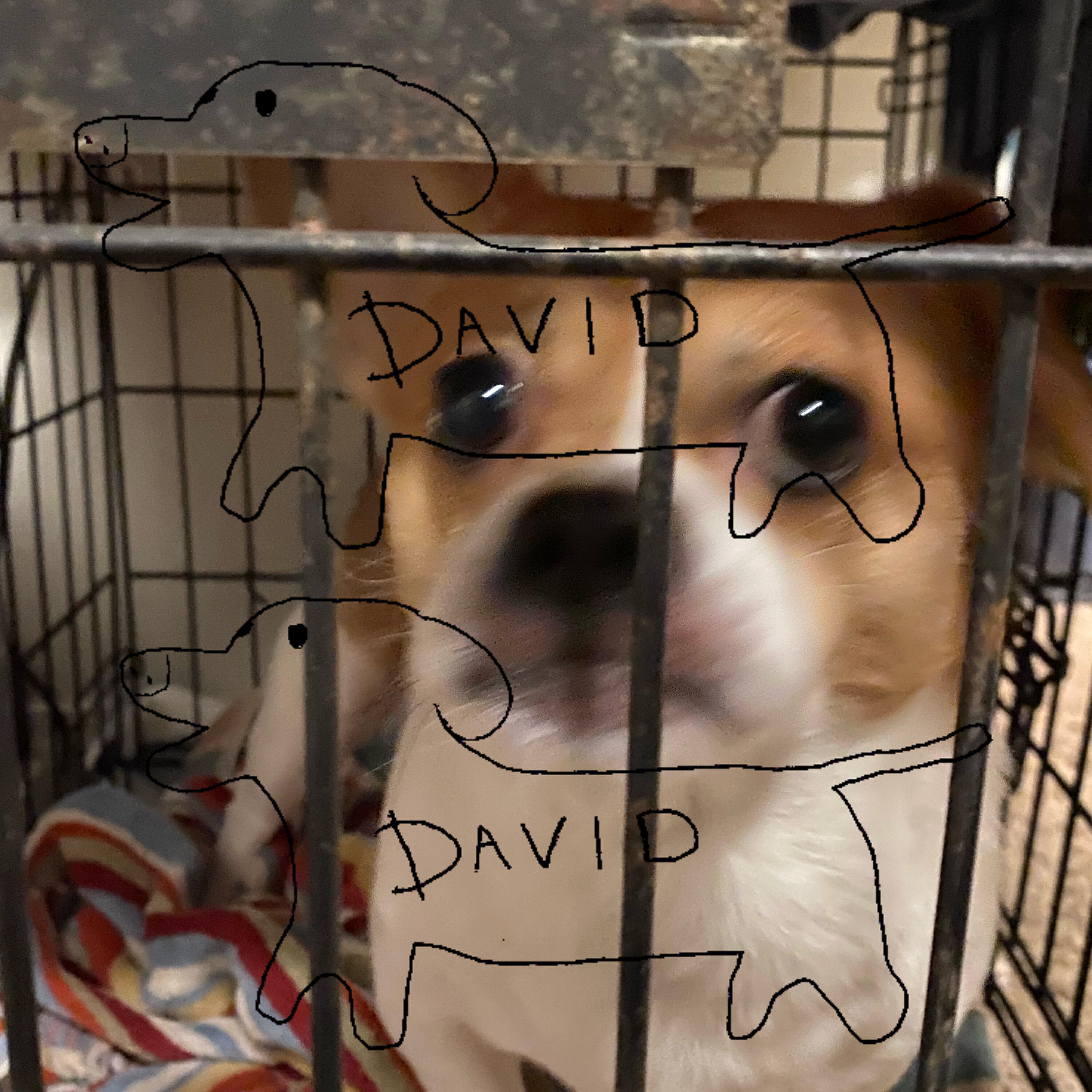 David Shawty - who let the dogs out