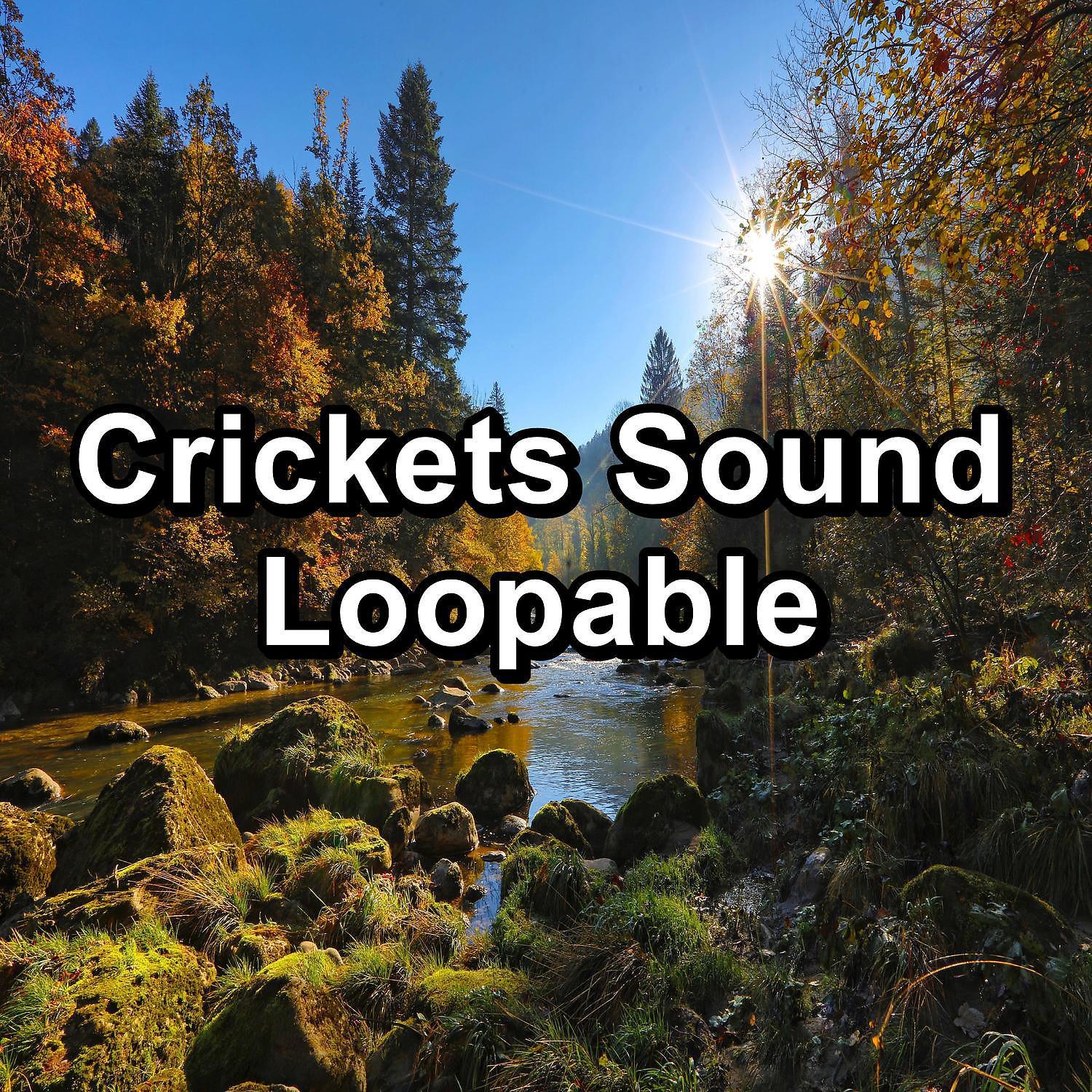 Постер альбома Crickets Sound Loopable