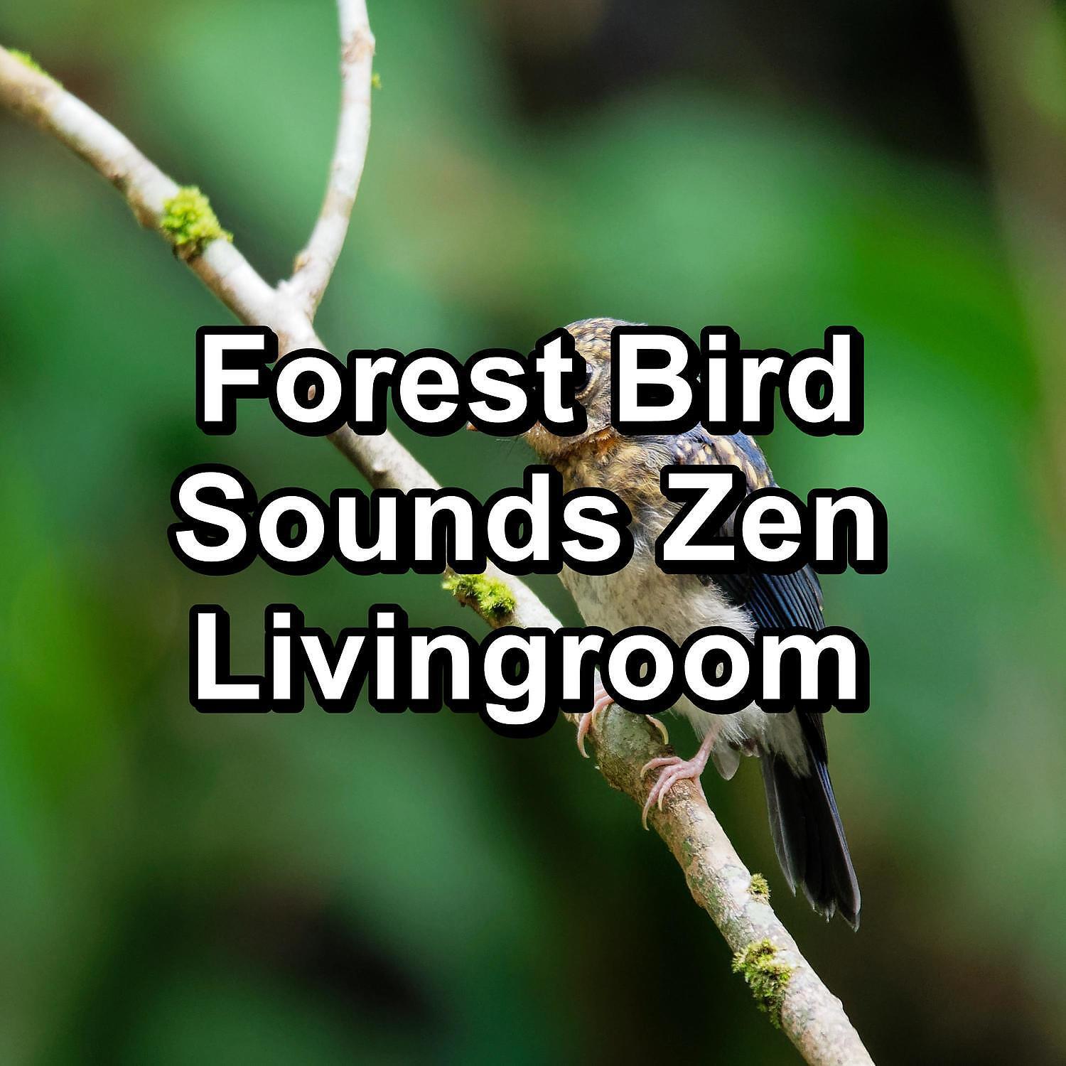 White Noise Baby Sleep - Beautiful Bird Sounds Nature Sounds Peaceful For Meditation