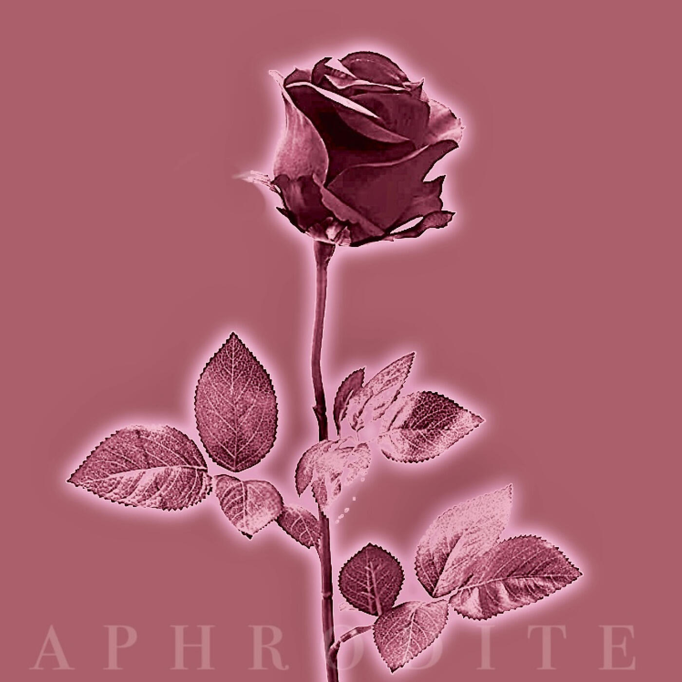 LIZ - Aphrodite