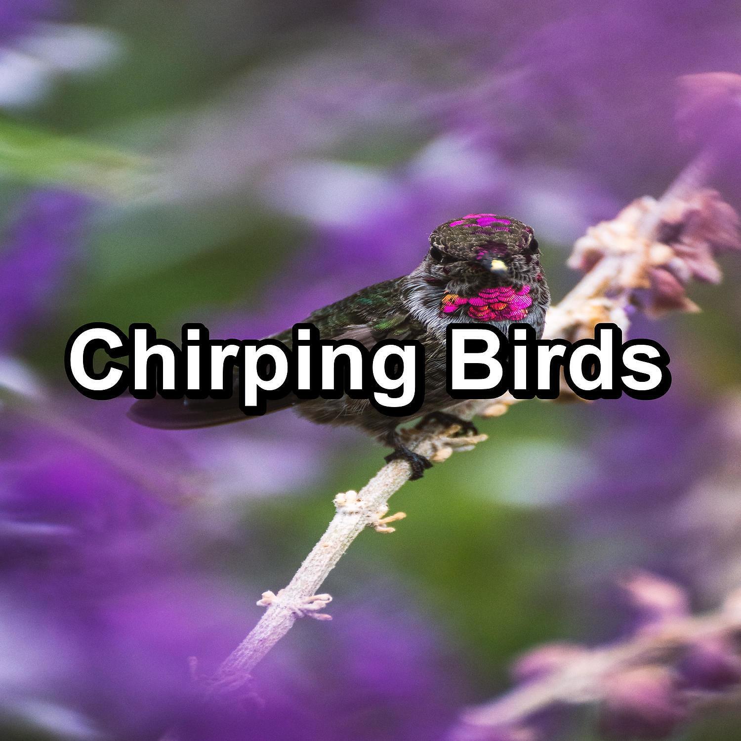 Sleep - Beautiful Bird Sounds For a Cozy Living Room To Loop for 24 Hours