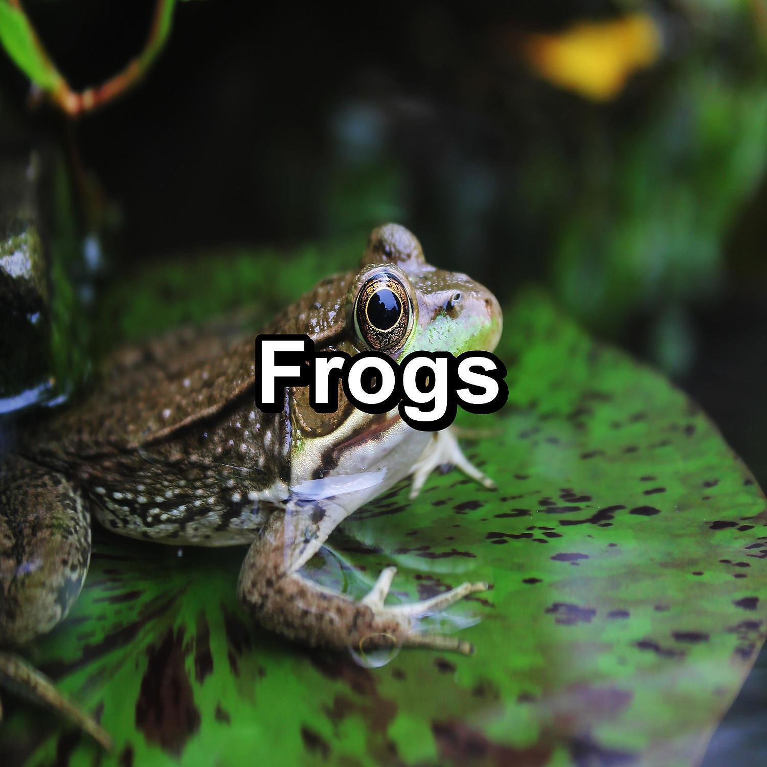 Nature Sounds - Relaxing Frogs Marsh
