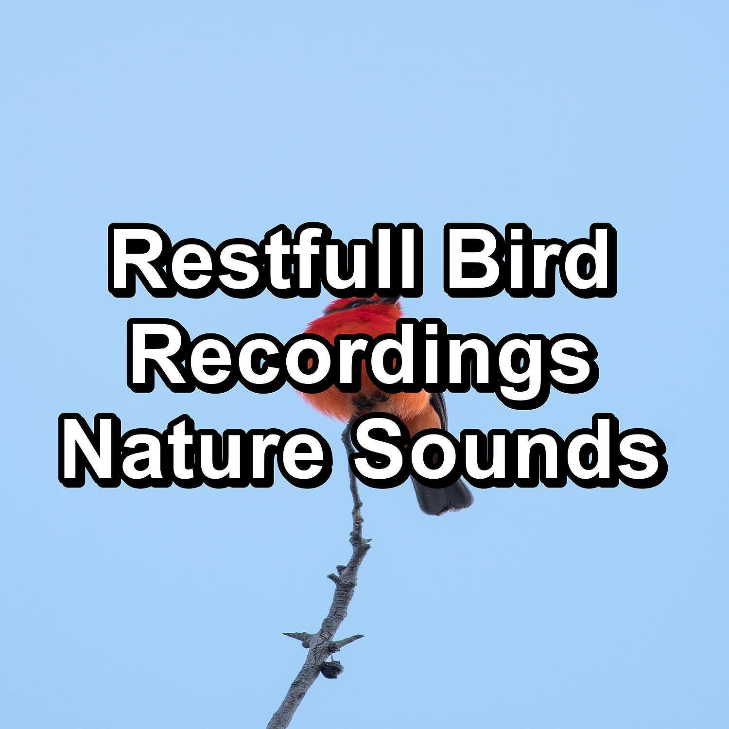 Постер альбома Restfull Bird Recordings Nature Sounds