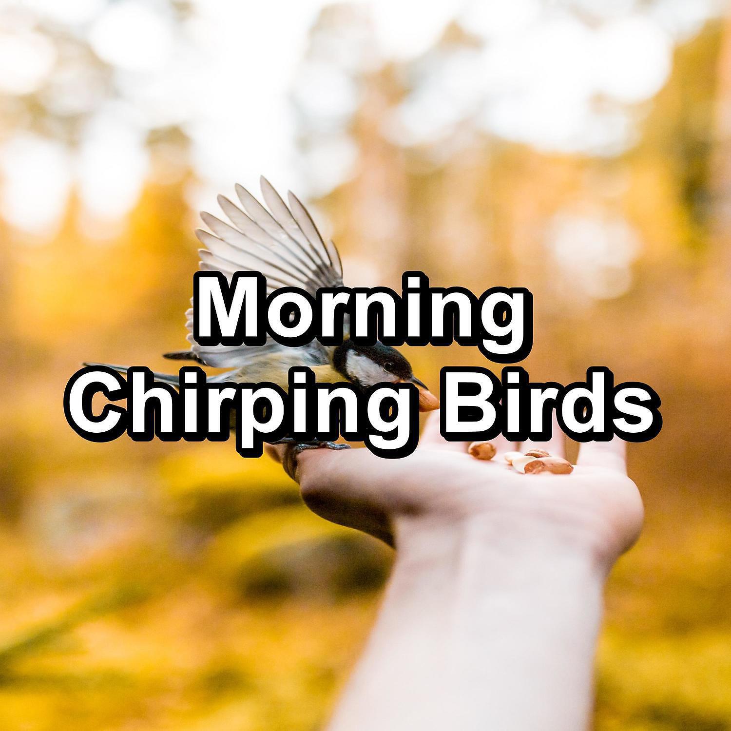 Nature Sounds & Bird Sounds - Ambient Nature Sounds ASMR Instant Relaxing To Help with Relaxing