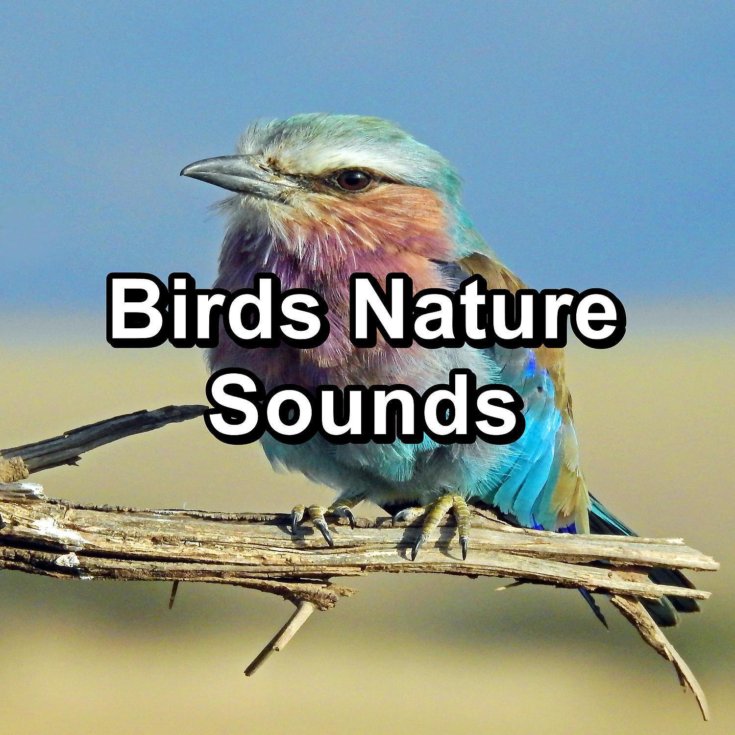 Постер альбома Birds Nature Sounds