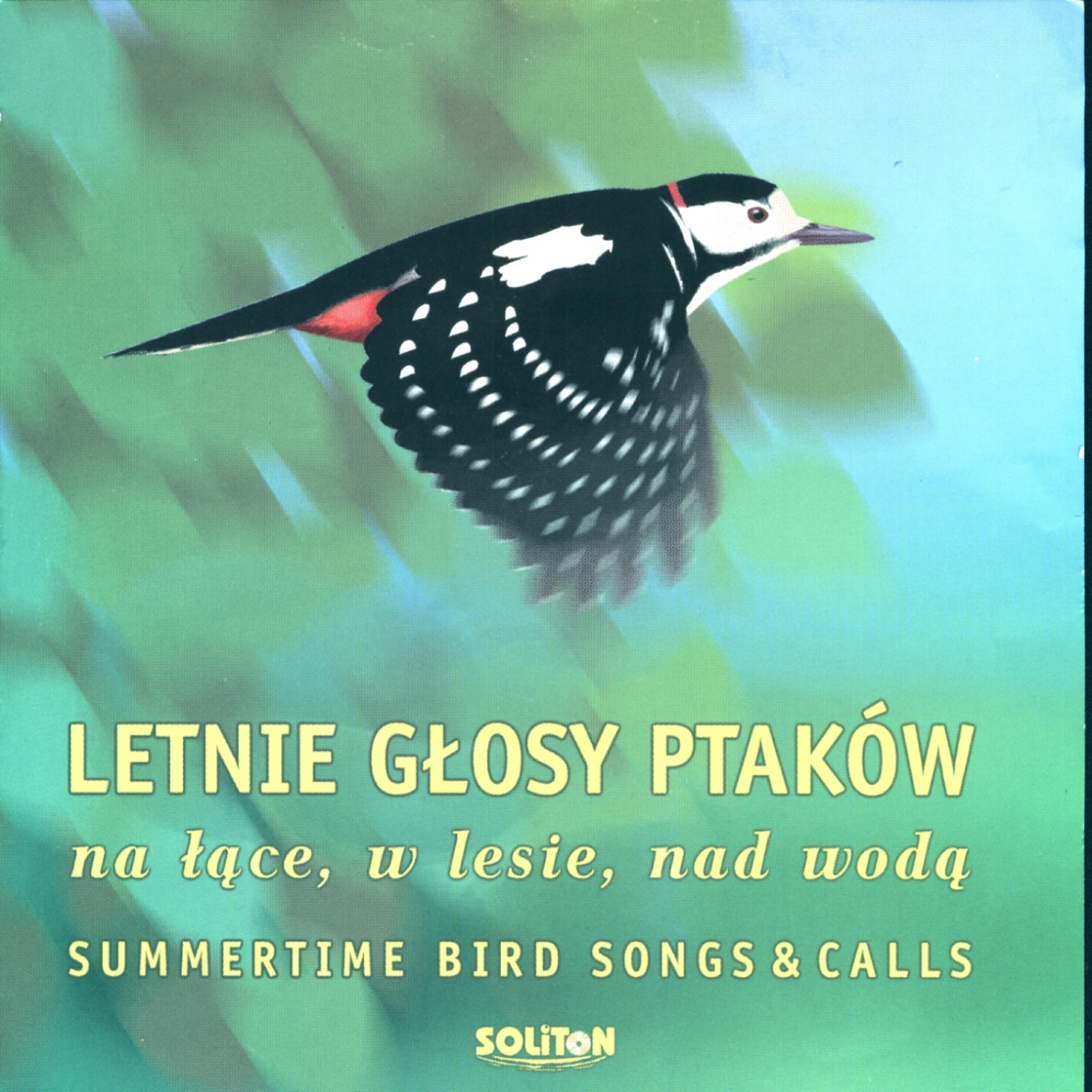 Letnie Glosy Ptakow - Woodpecker knocking