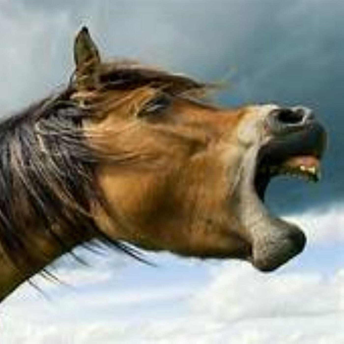 Rhino the Wino - The Dutchess of Blackpool