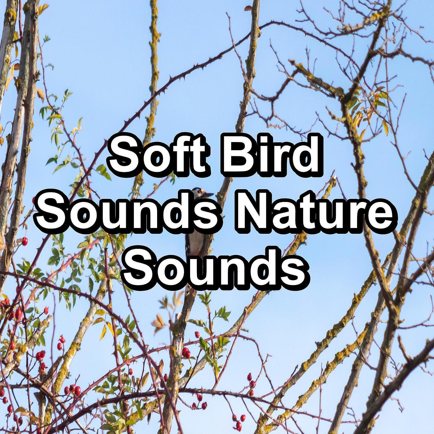 Baby Sleep - Nature Sounds For Studying Peaceful For Meditation