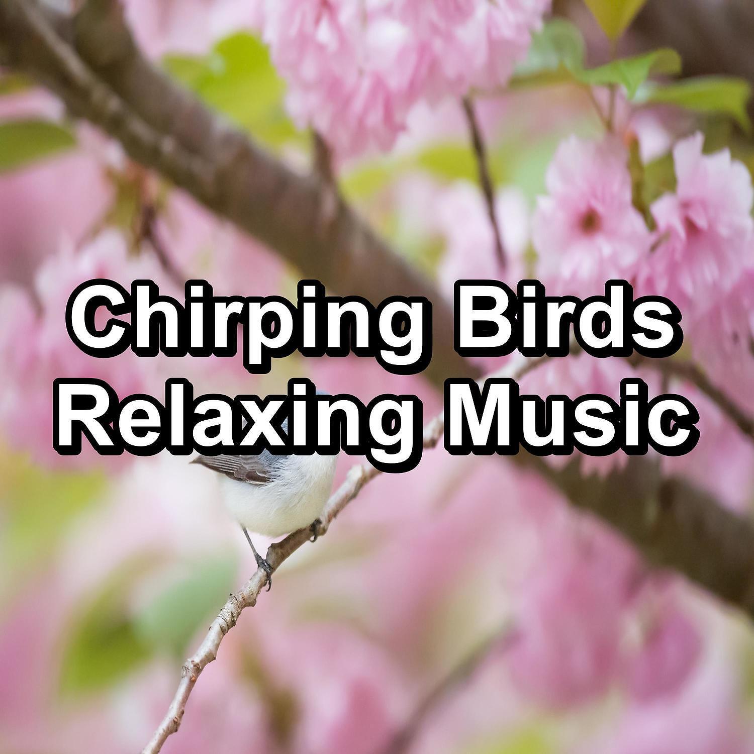 Nature and Rain - Bird Music Natural Sounds For Babies and Infants