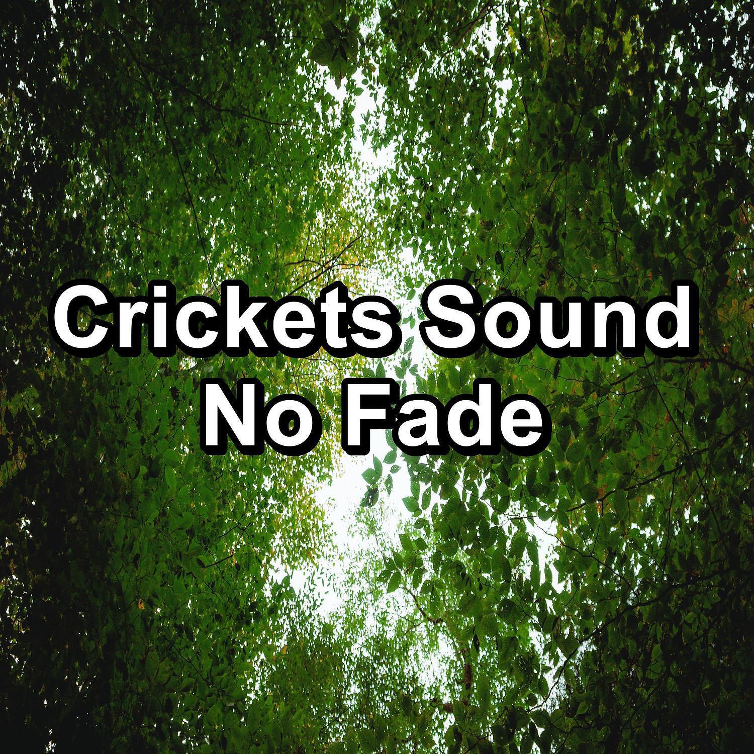4D Nature Recordings - Relaxing Woods