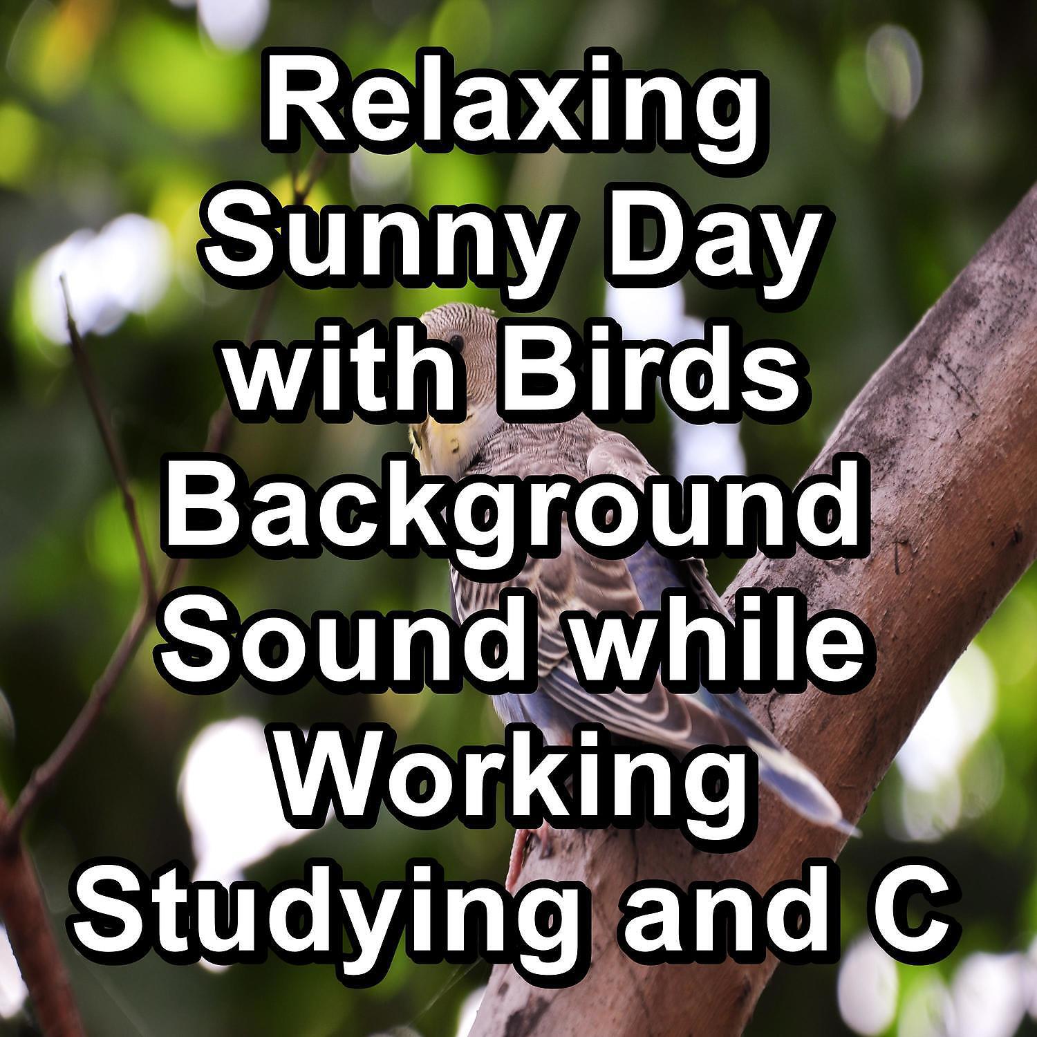 Animal and Bird Songs - Sleepy Bird Sounds For a Cozy Night To Sleep With