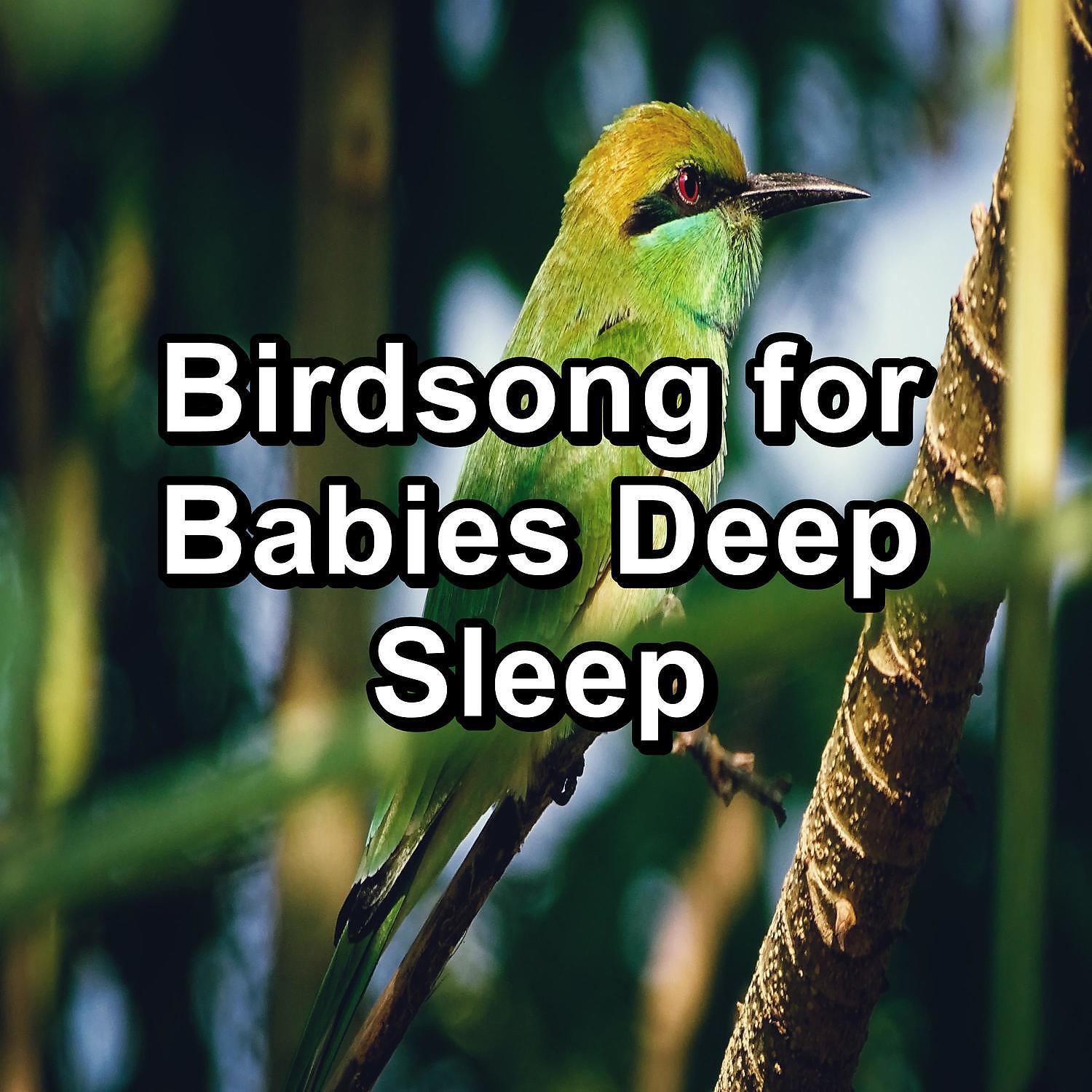 Sleep - Beautiful Bird Sounds For a Cozy Living Room To Loop for 24 Hours