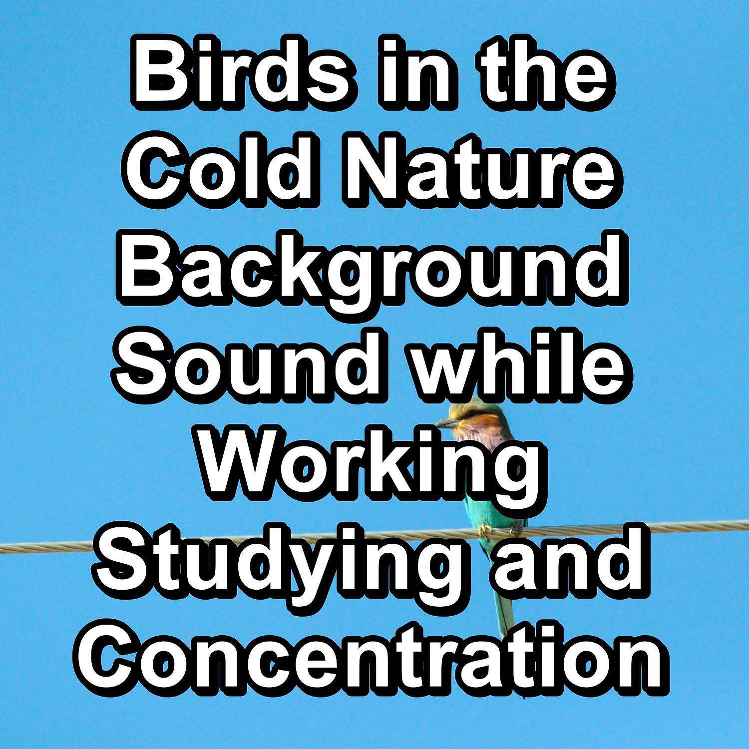 Bird Sounds - Calm Doves Sounds