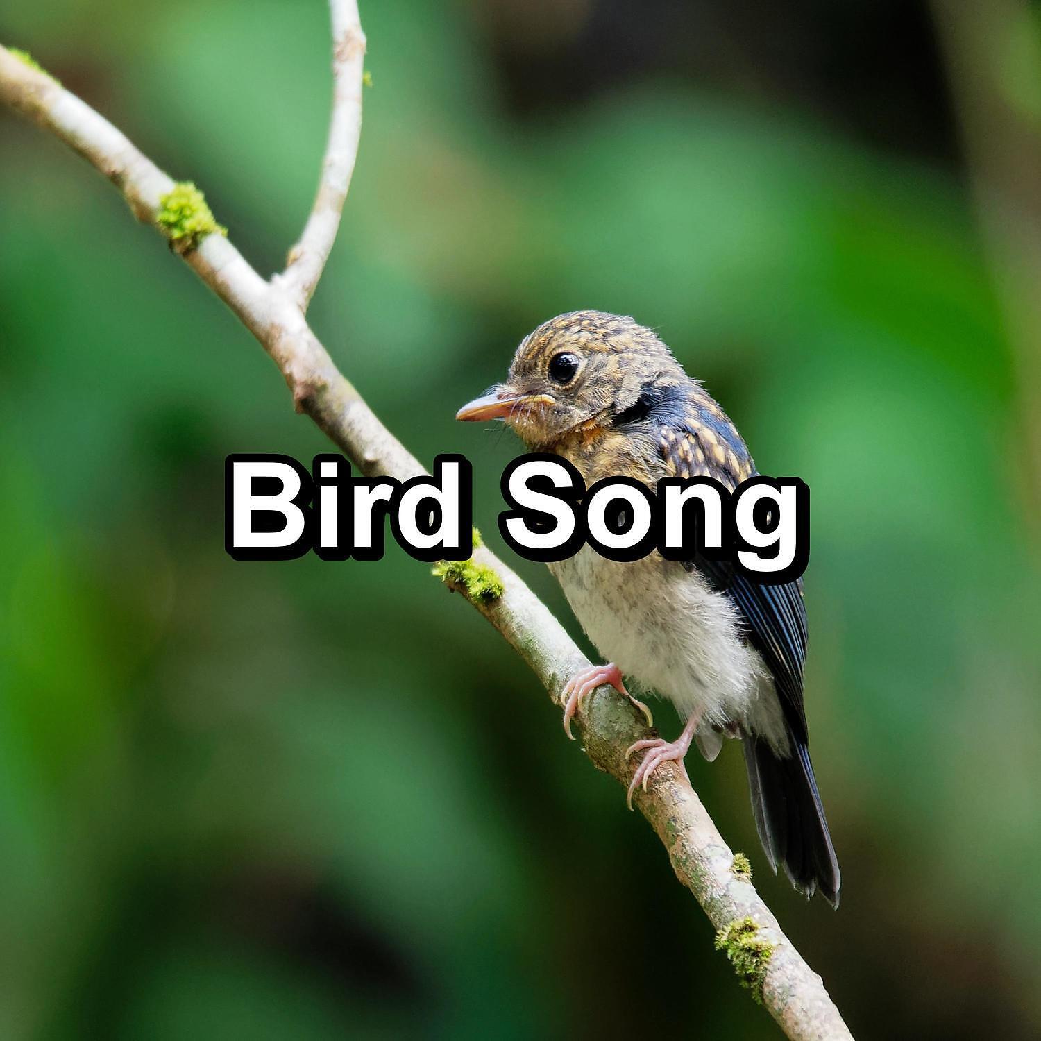 Nature - Rest Bird Sounds Instant Deep Sleep To Loop as Long as you Need