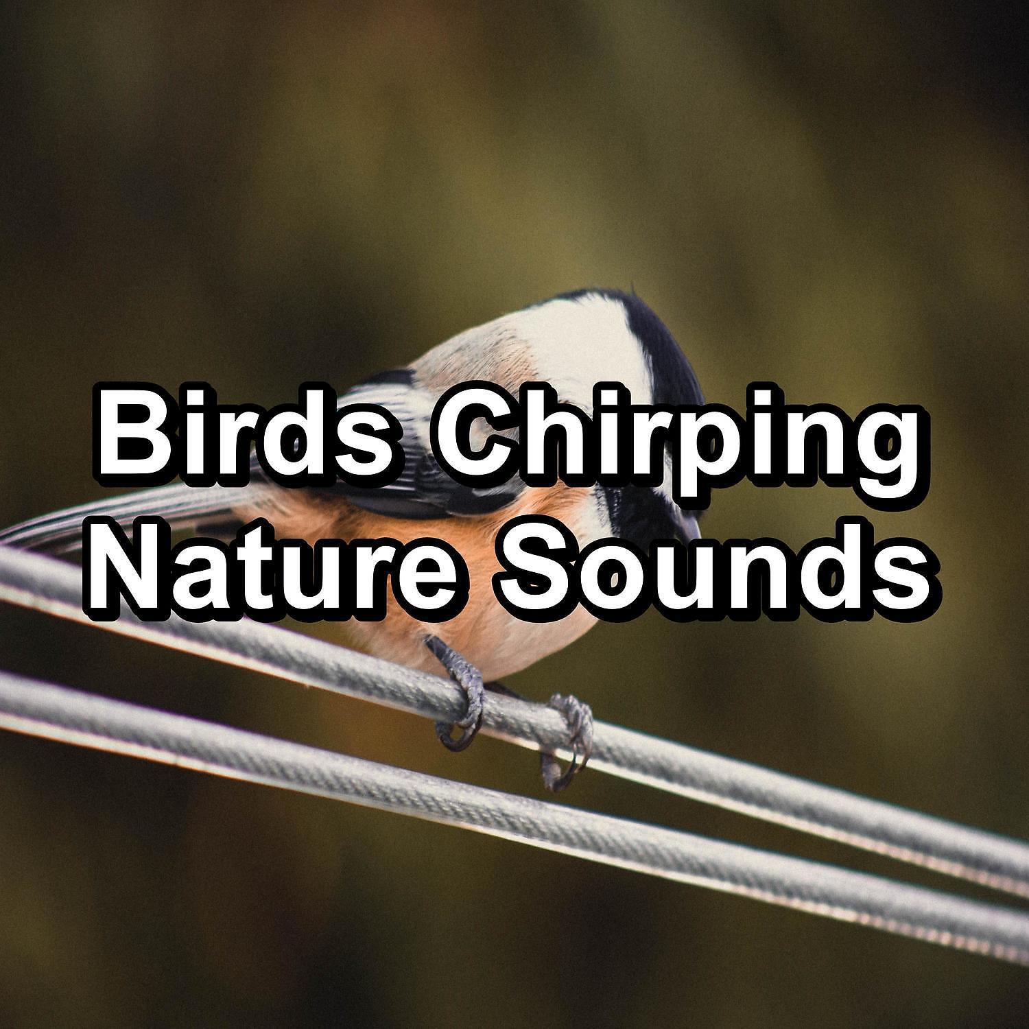 Bird Songs - ASMR Bird Sounds ASMR Instant Relaxing Loopable for the Night