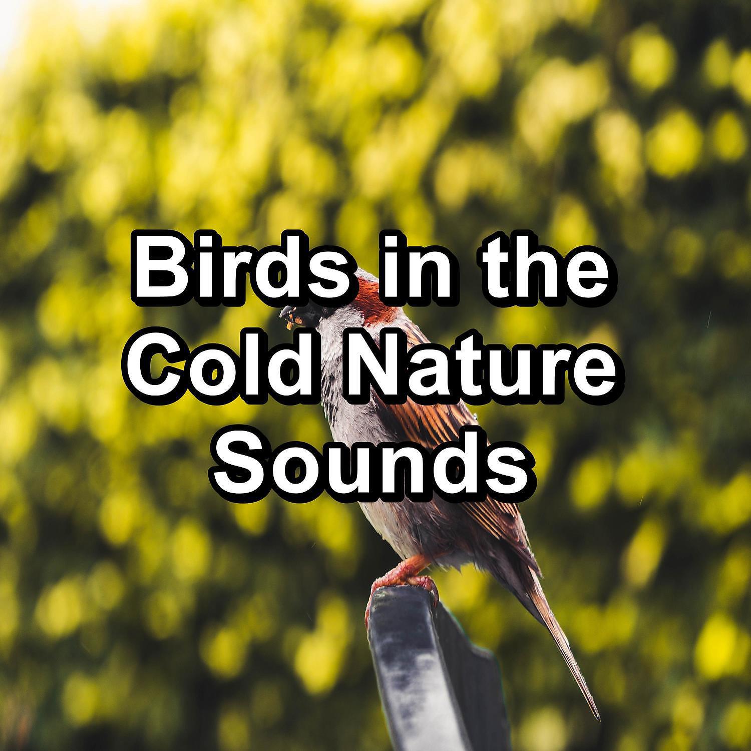 Singing Birds - ASMR Bird Sounds ASMR Instant Relaxing Loopable for the Night