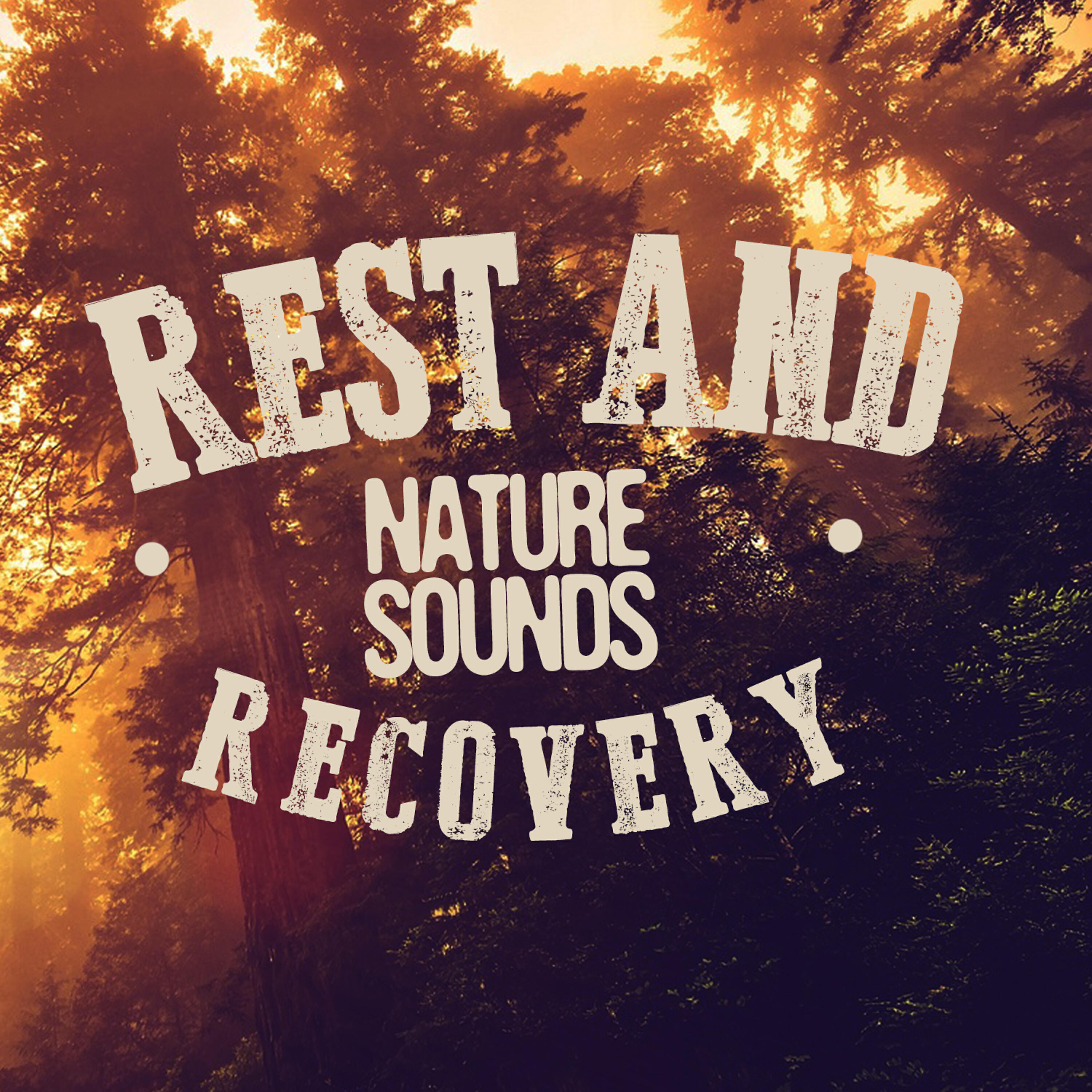 Healing Sounds for Deep Sleep - Stream Through the Trees
