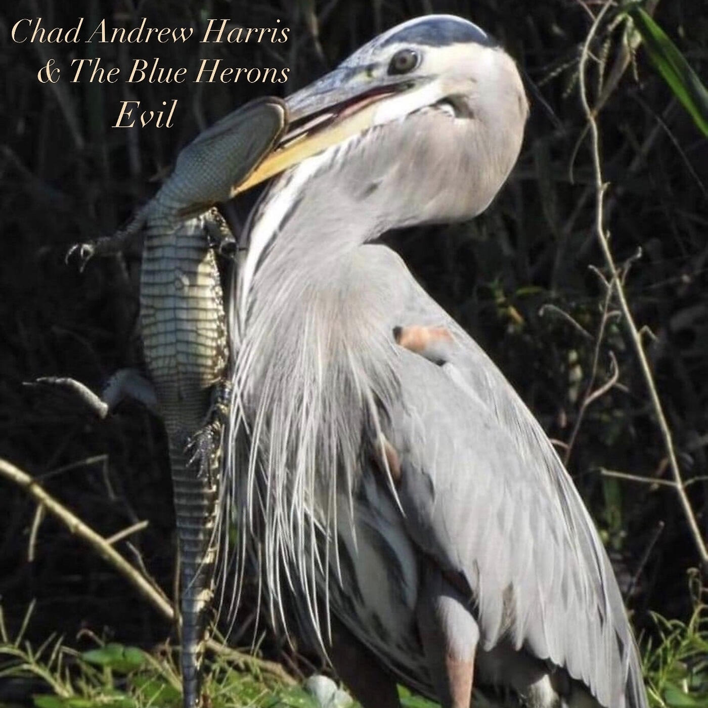 Chad Andrew Harris & The Blue Herons - Evil