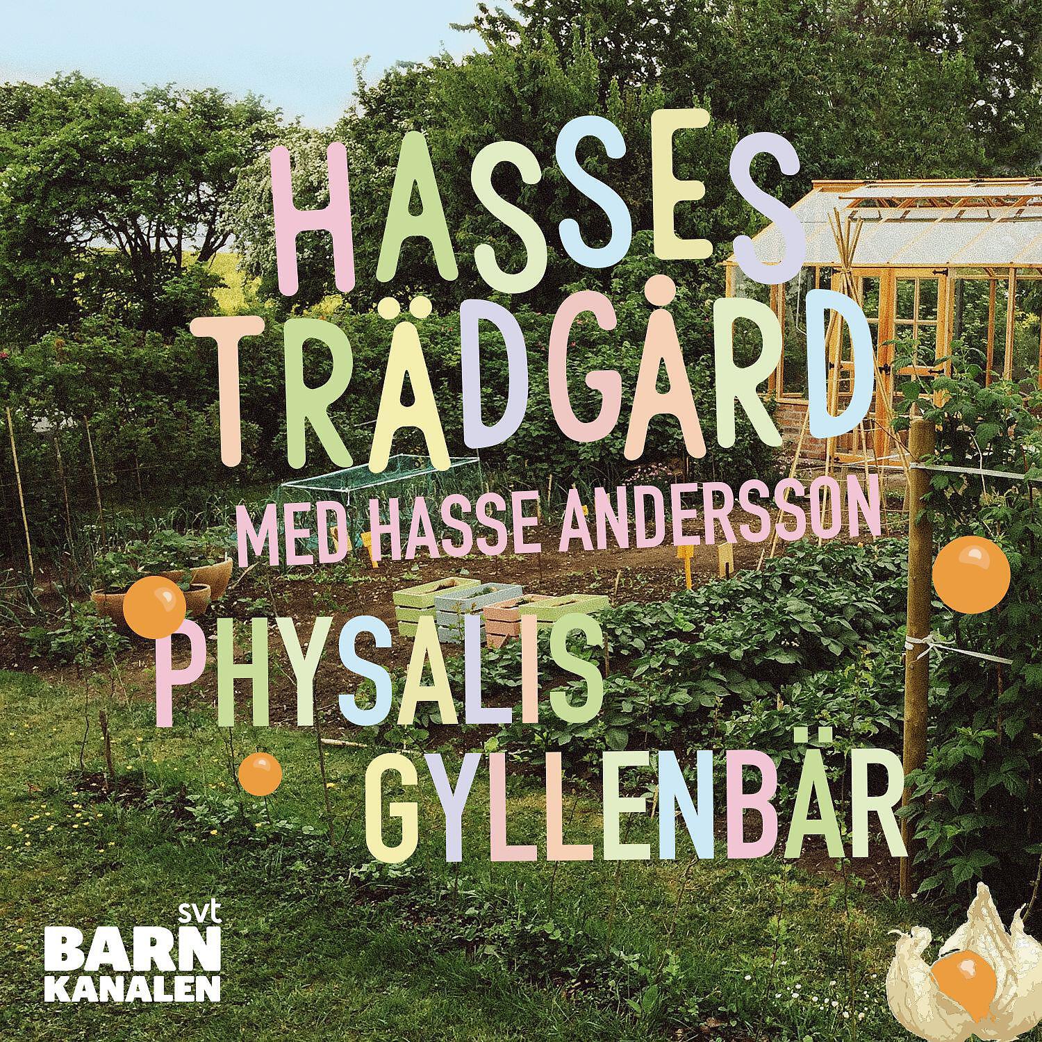 Hasse Andersson - Physalis gyllenbär