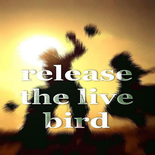 Постер альбома Release The Live Bird (Electro House Music)