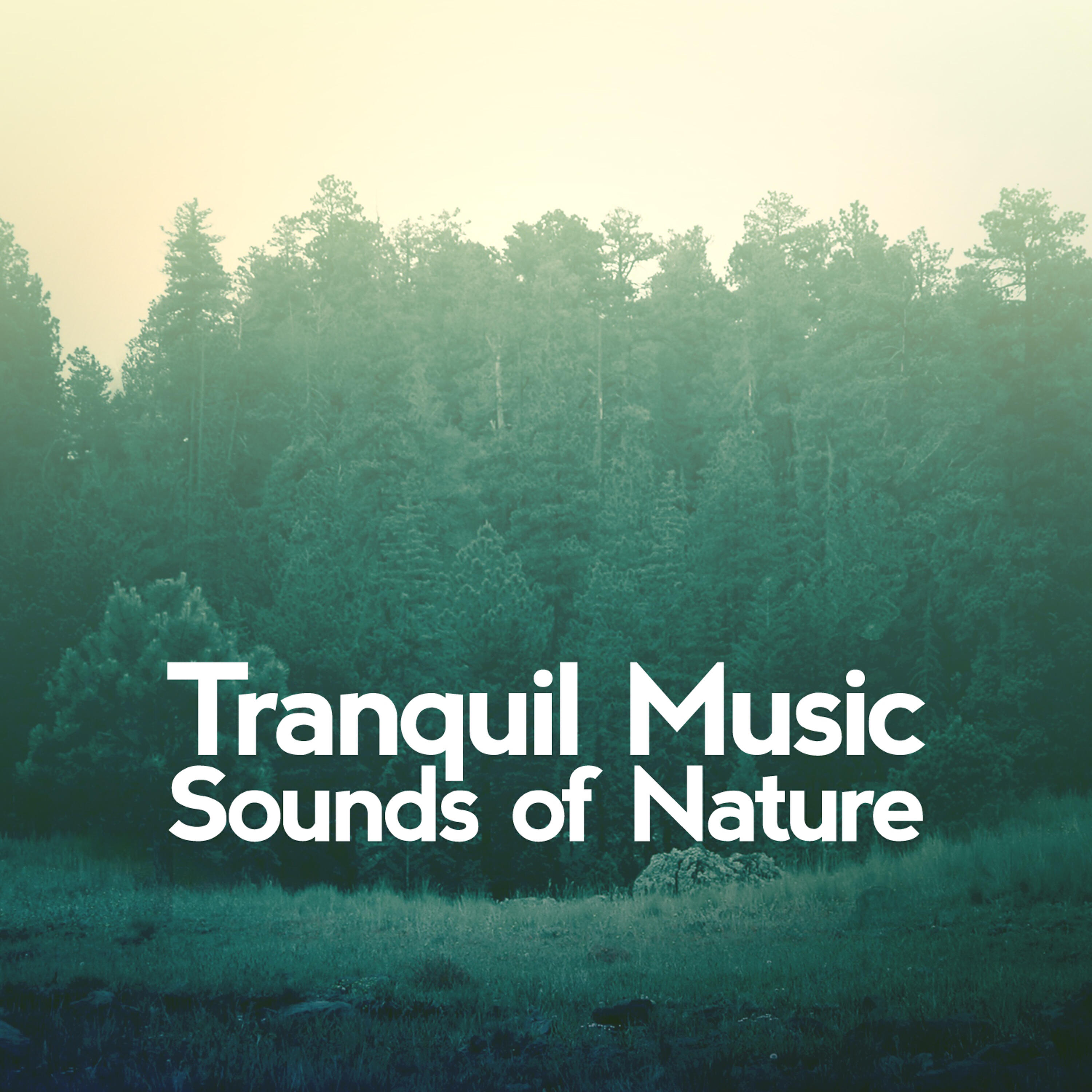 Tranquil Music Sounds of Nature - Woodland Life