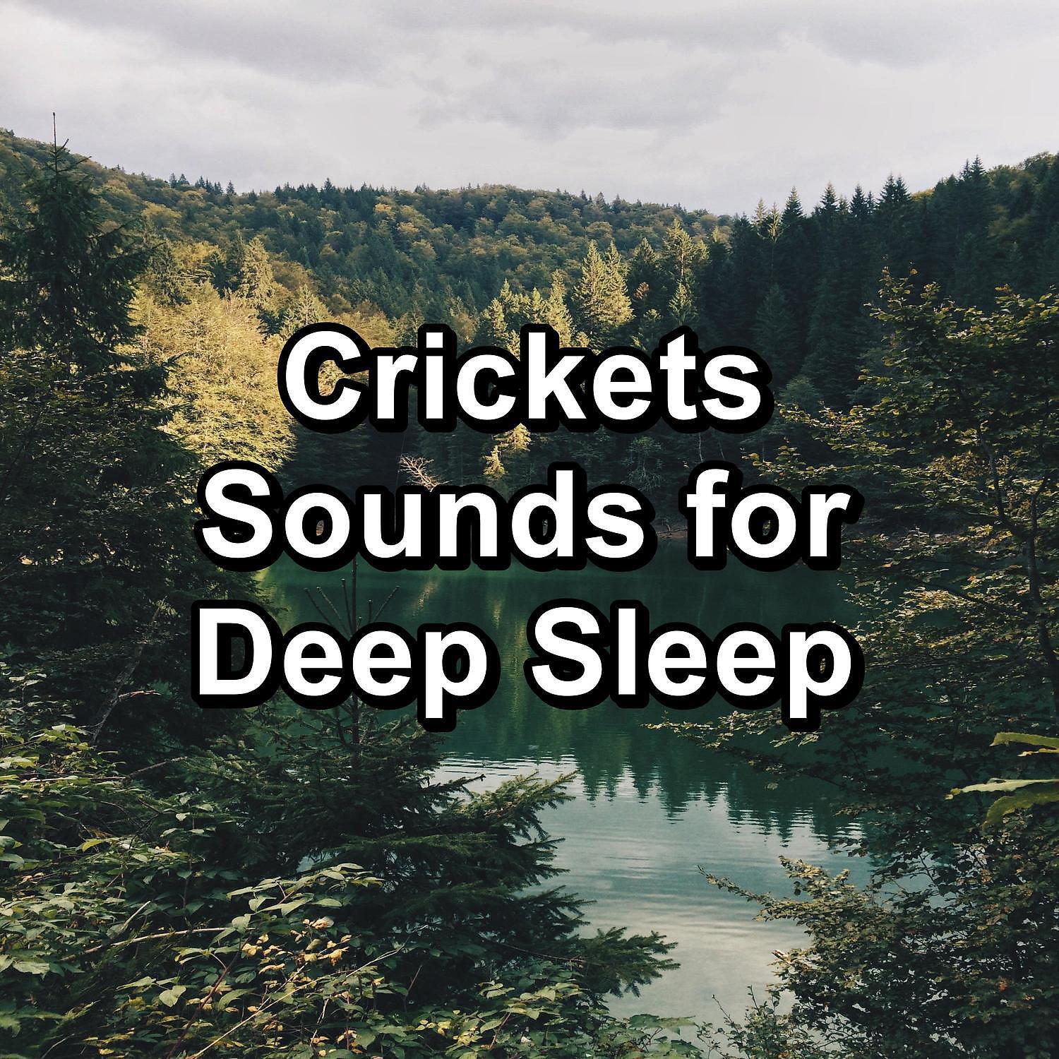 4D Nature Recordings - Nature Woods Sounds