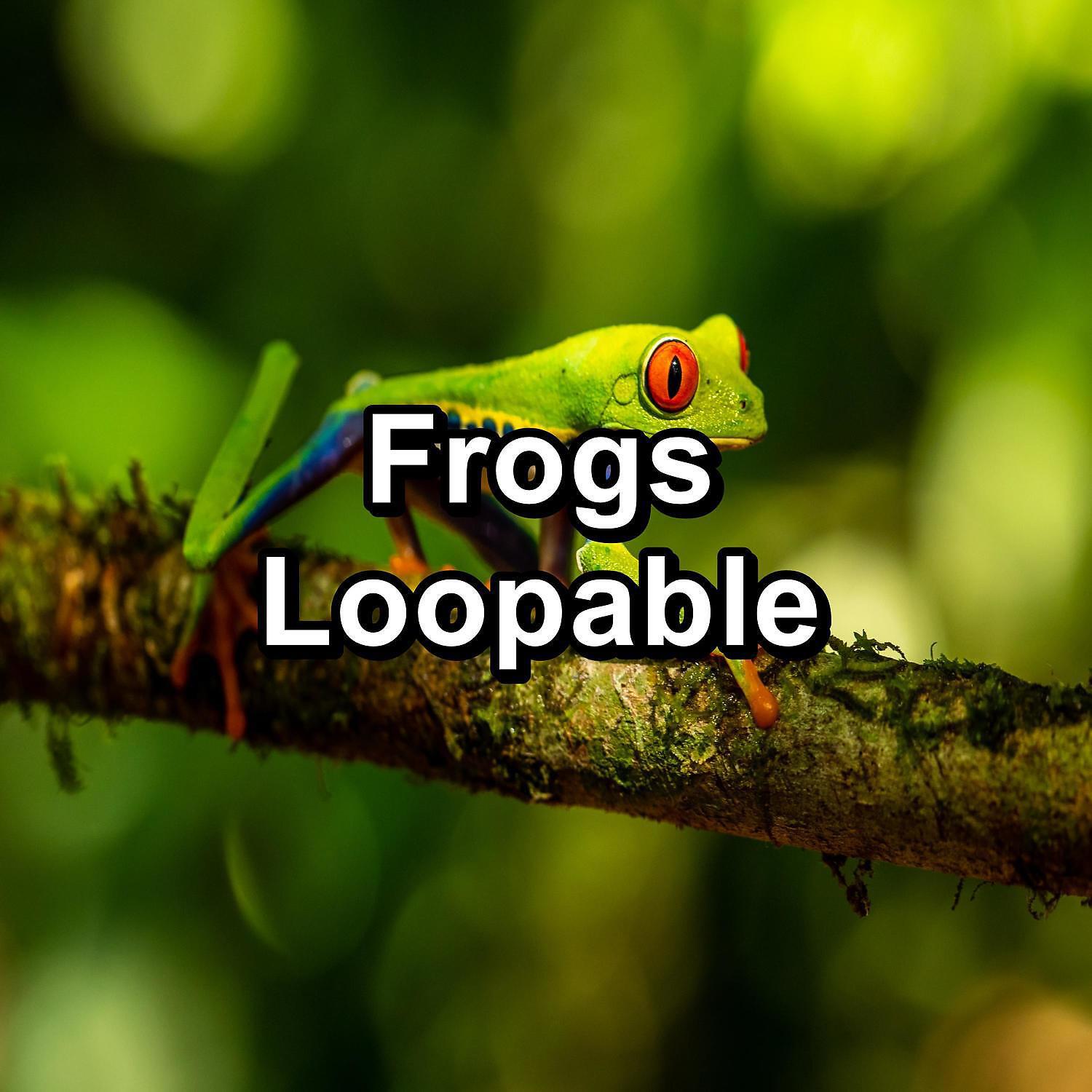 Frog Sounds - Zen Frogs in the Morass Sounds