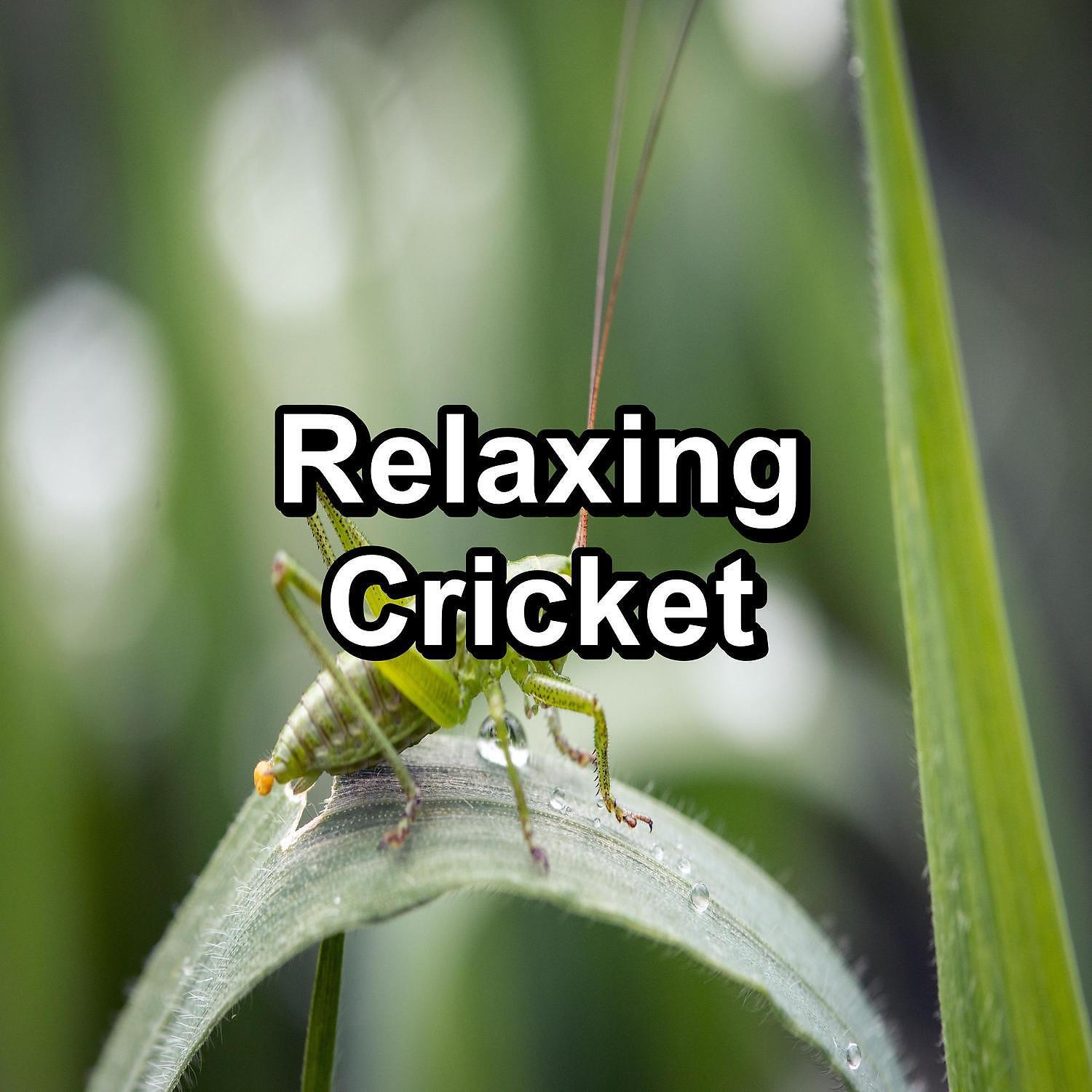 Crickets - Loopable Crickets Sounds